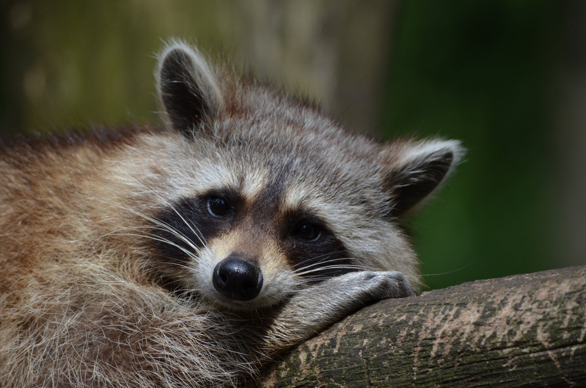 A raccoon is resting its head on a tree branch.