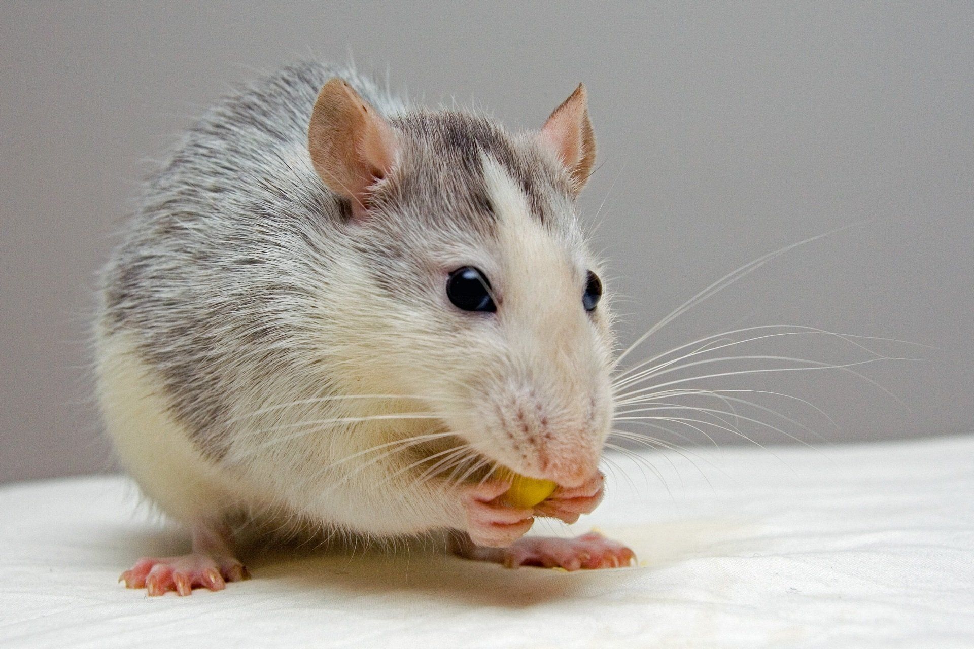 A close-up of a rat eating a piece of food.