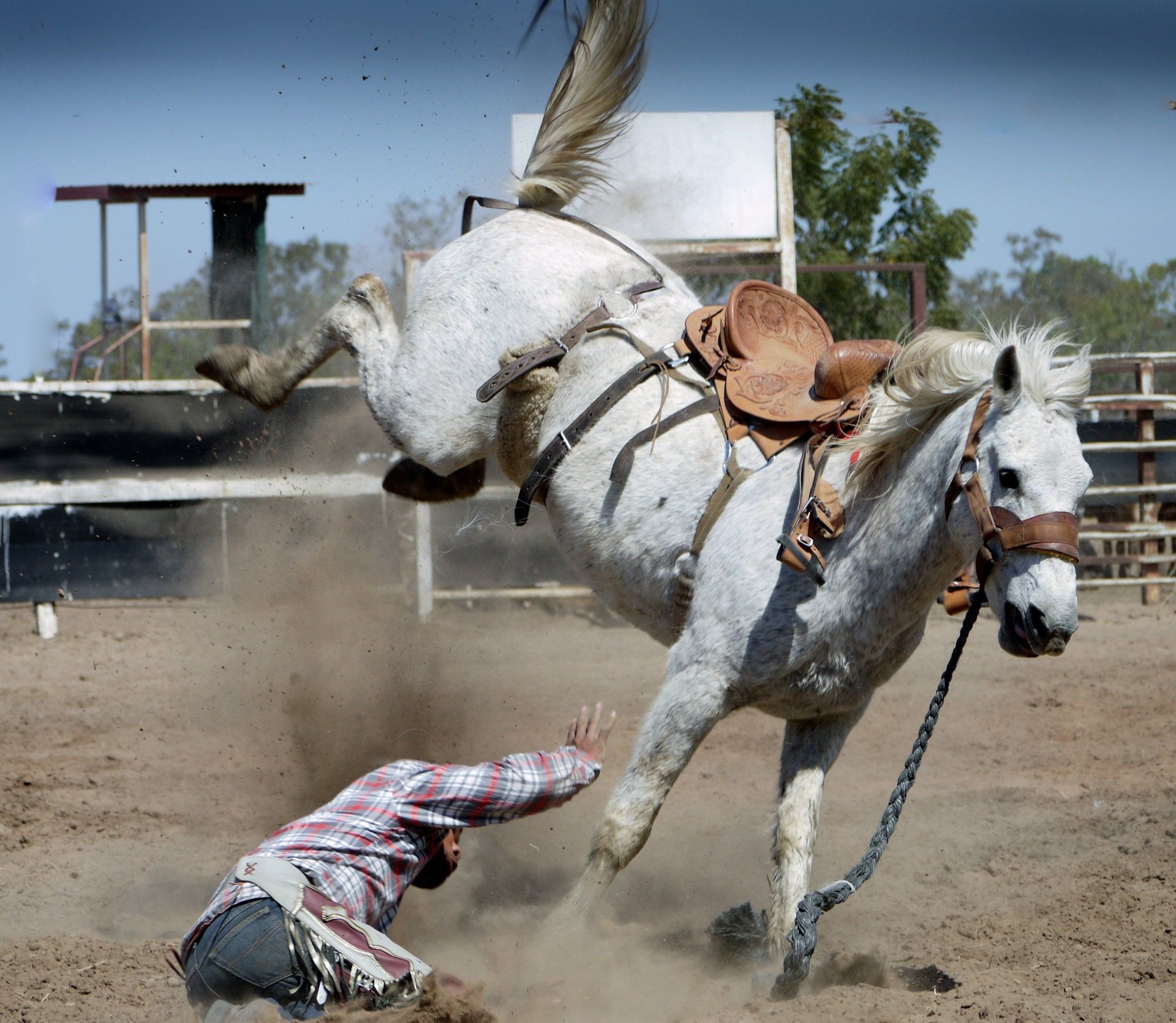 A man is falling off a white horse