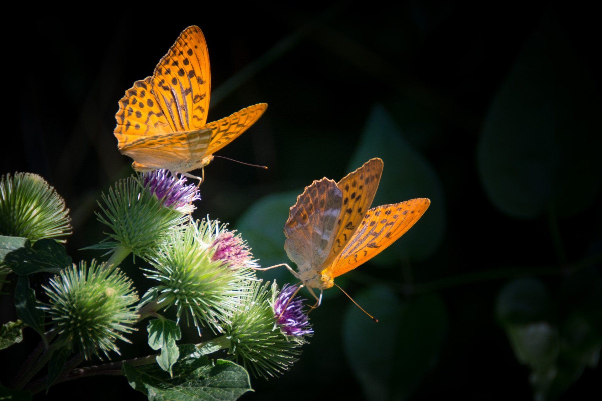 Pärlemorfjärilar på tistelblommor