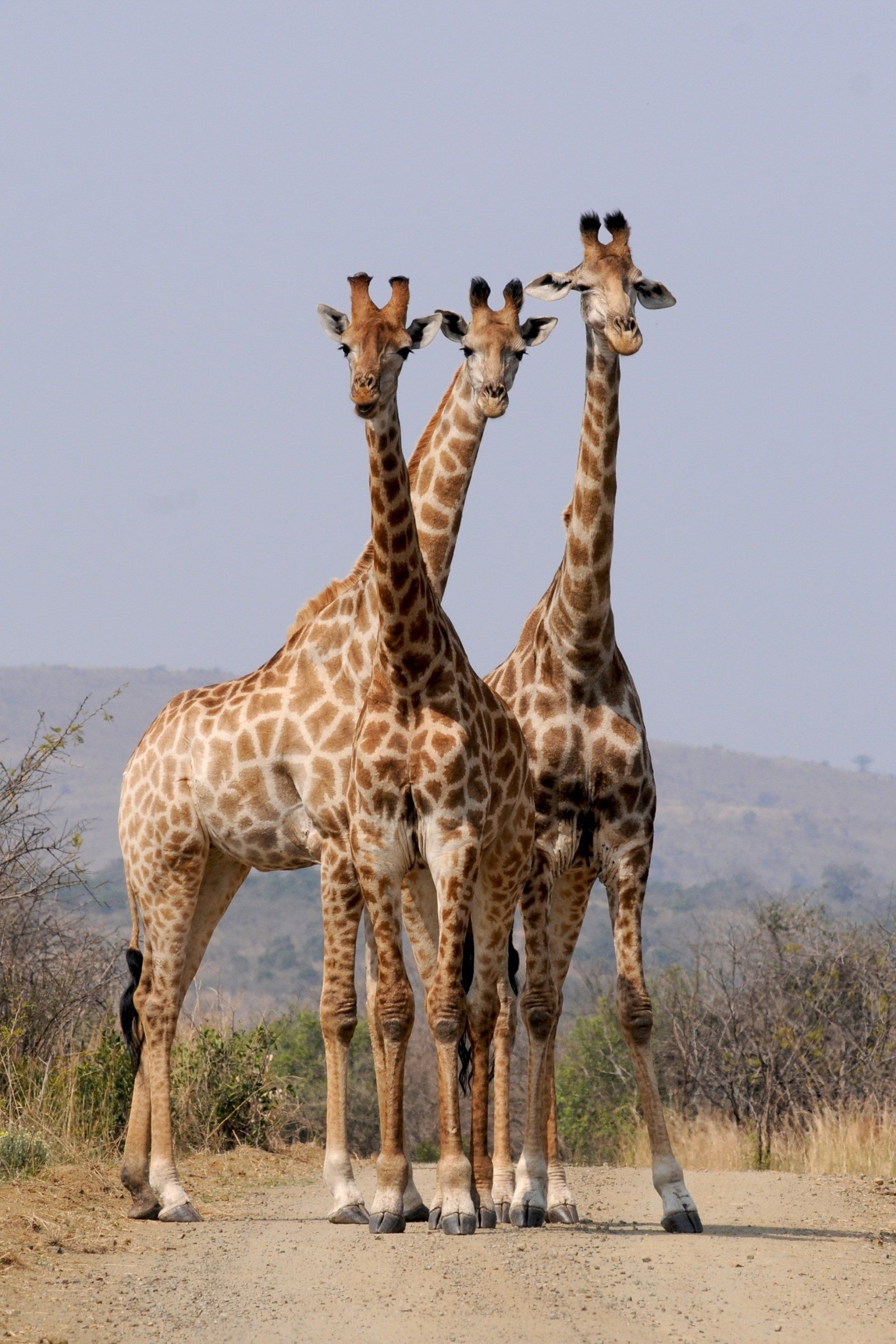 Three giraffes standing next to each other on a dirt road