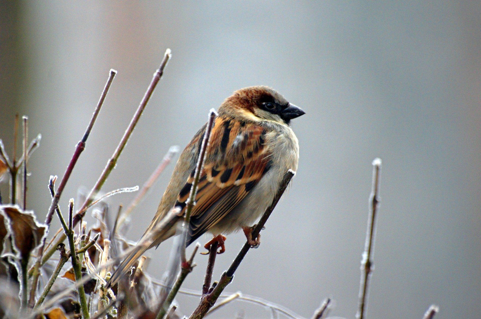 A small brown and white bird perched on a branch