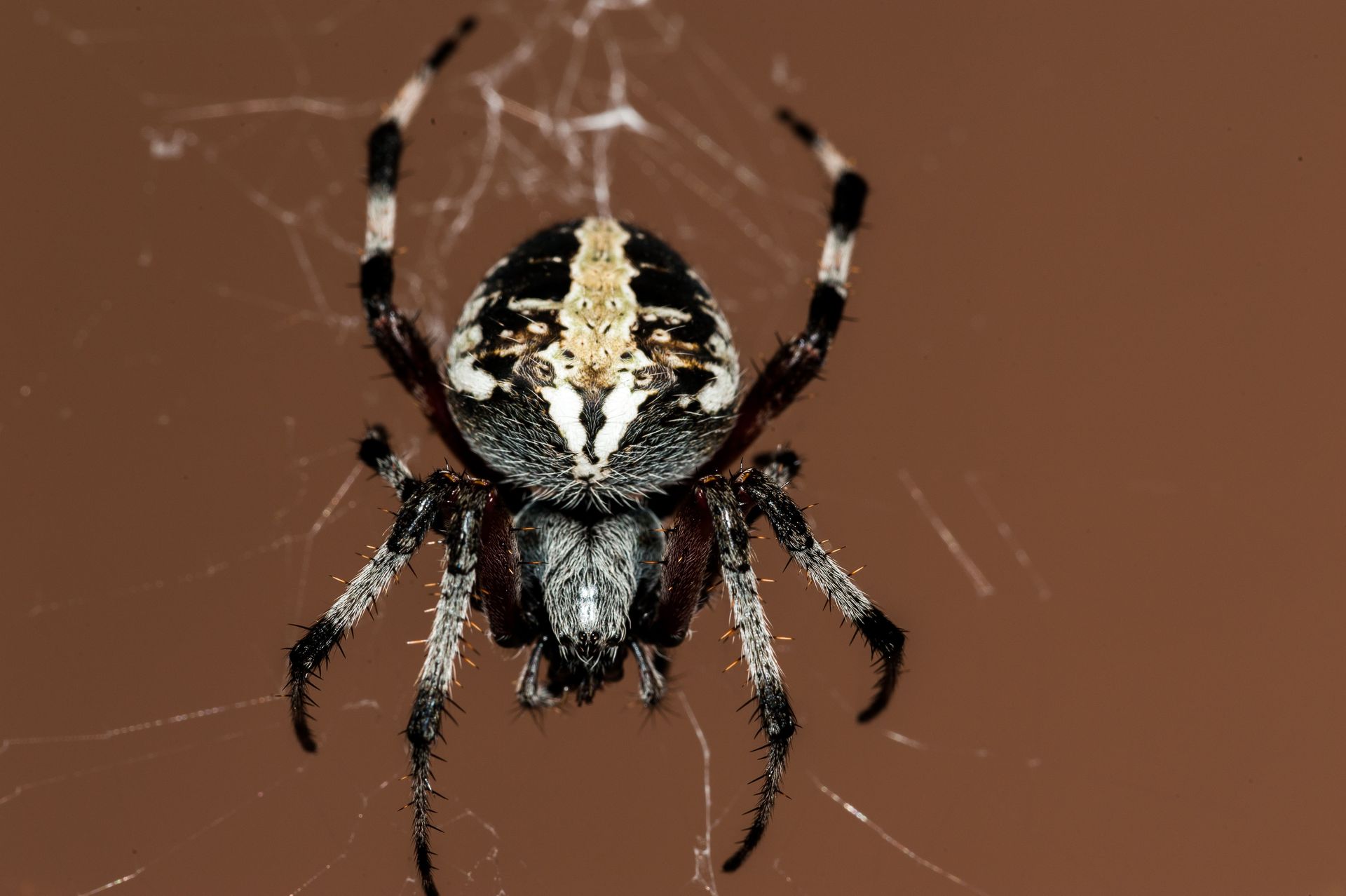 A black and white spider is sitting on a web