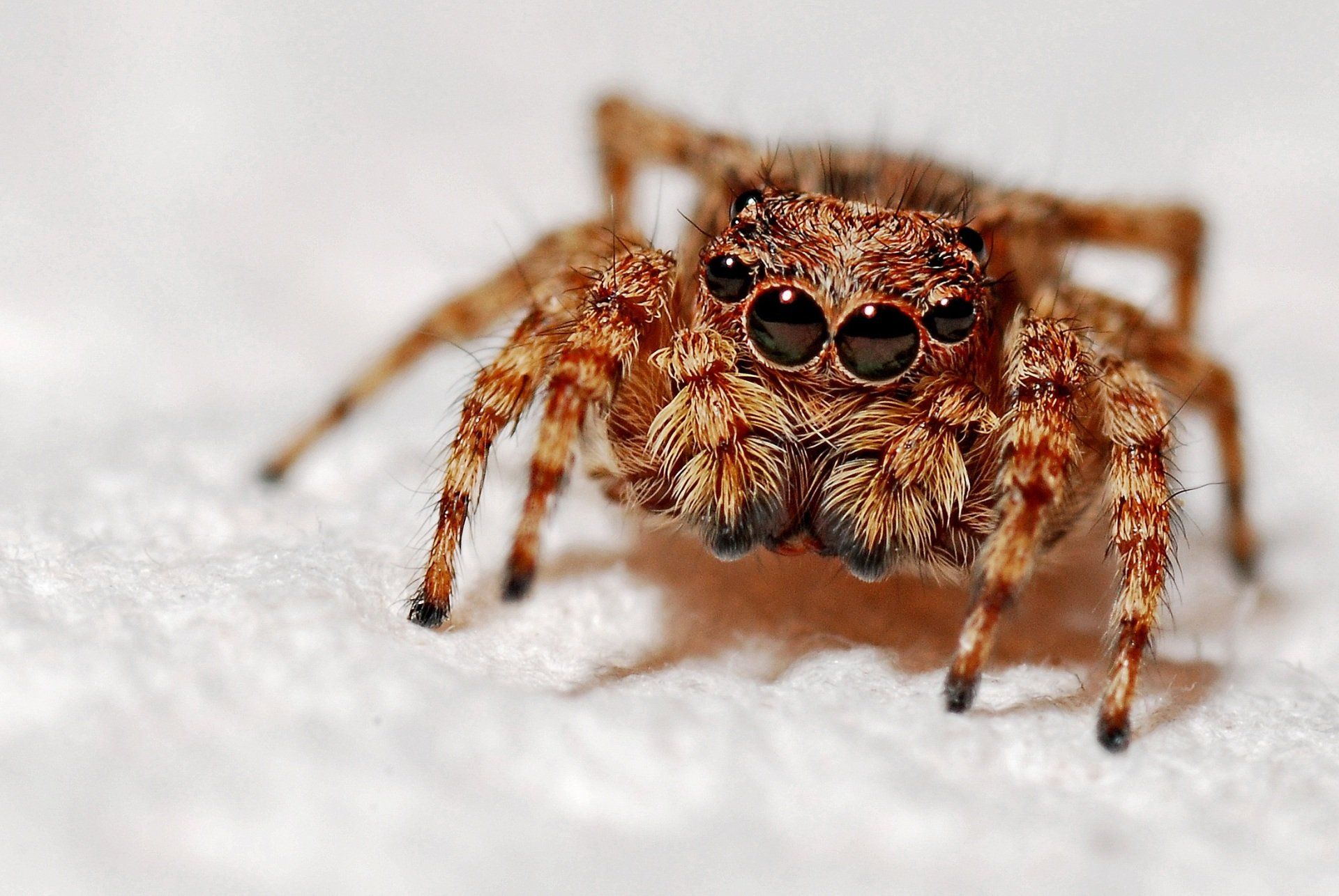 Close-up of a brown furry spider. 