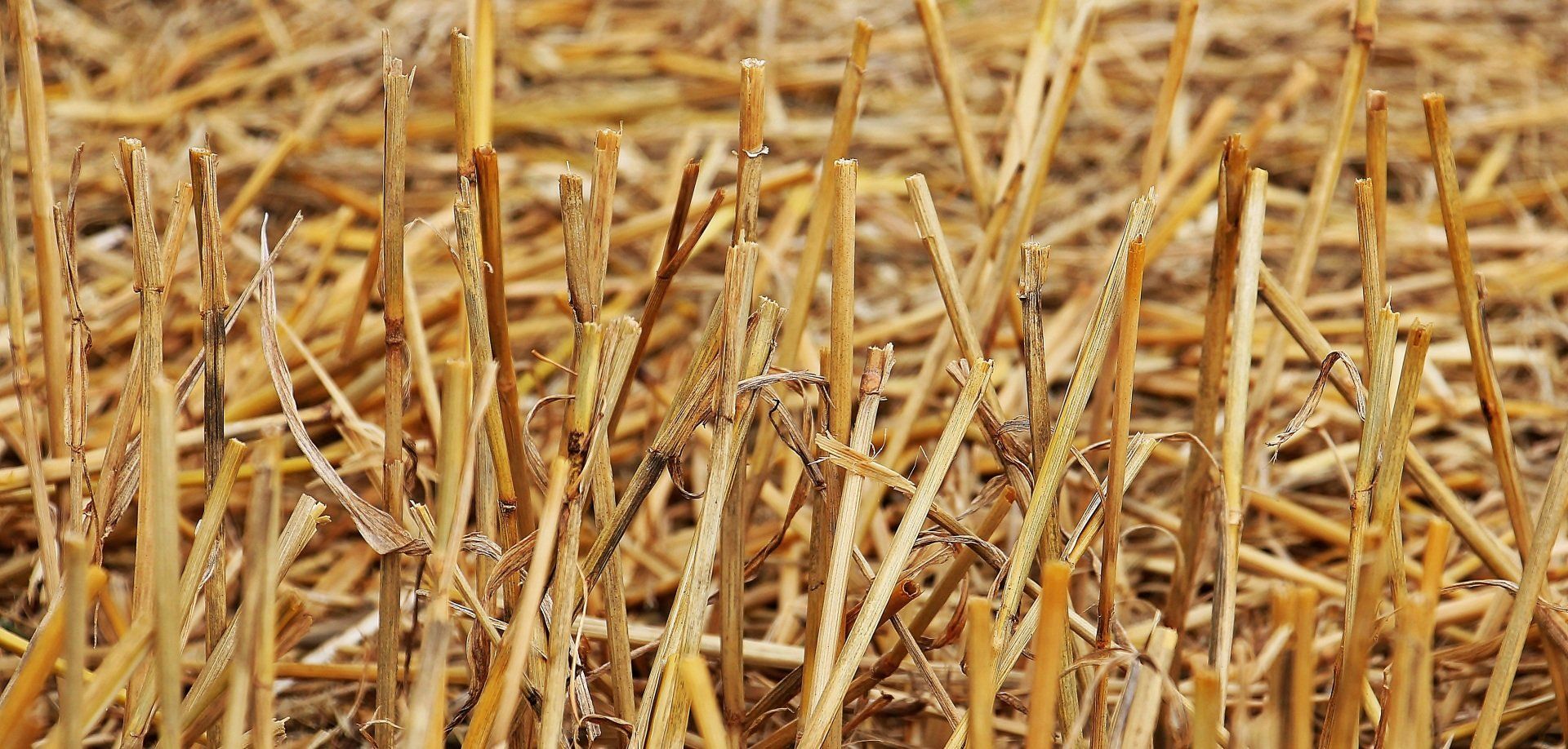 straw bale gardening secret ingredient vegetable gardening