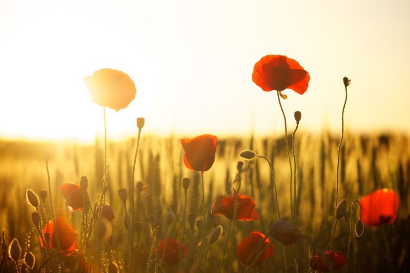 A field of red poppies at sunset with the sun shining through the flowers.