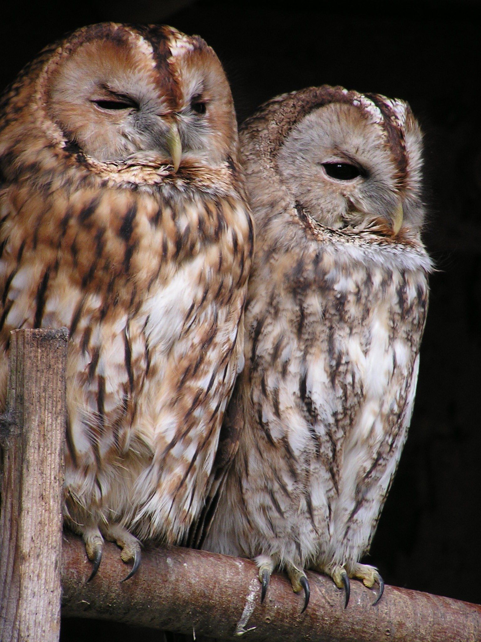 tawny-owl-bird
