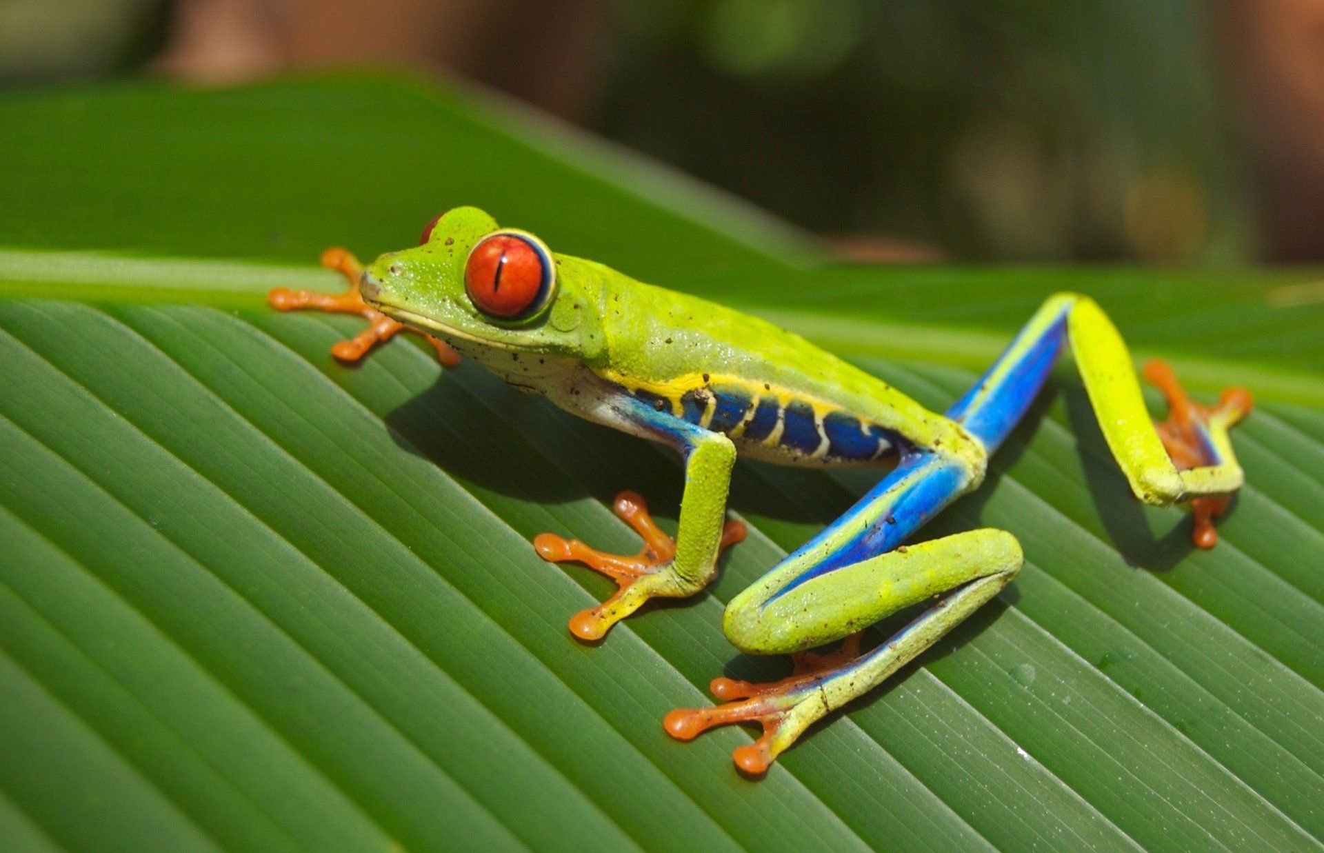 what-it-means-to-dream-about-frogs-or-toads-when-sleeping