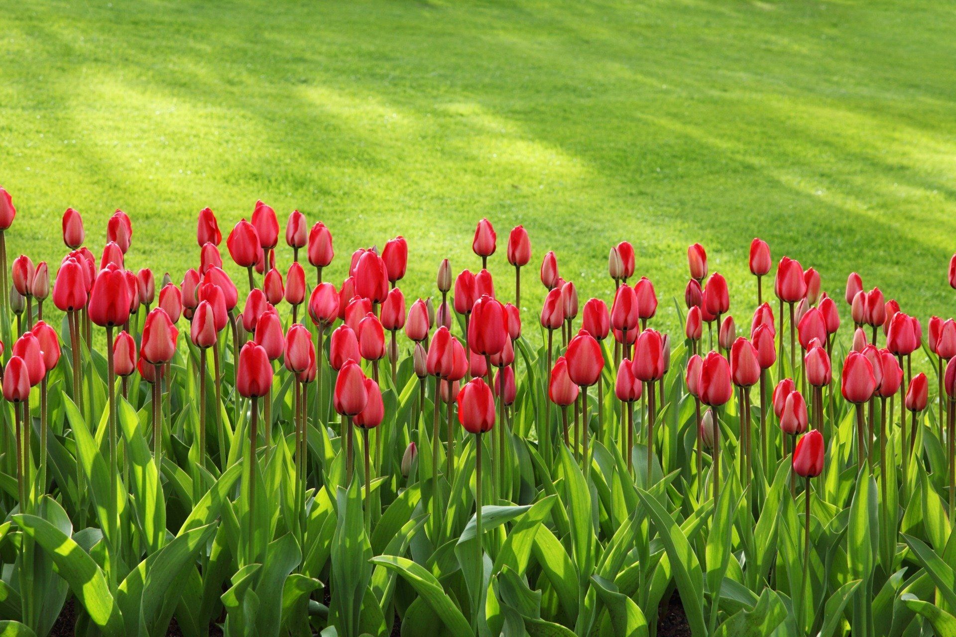 Eine Reihe roter Tulpen, die im Gras wachsen