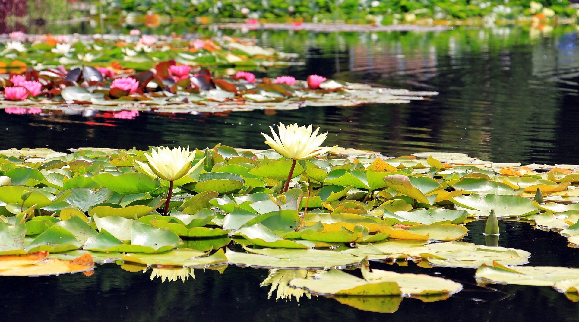 lotuses on a pond