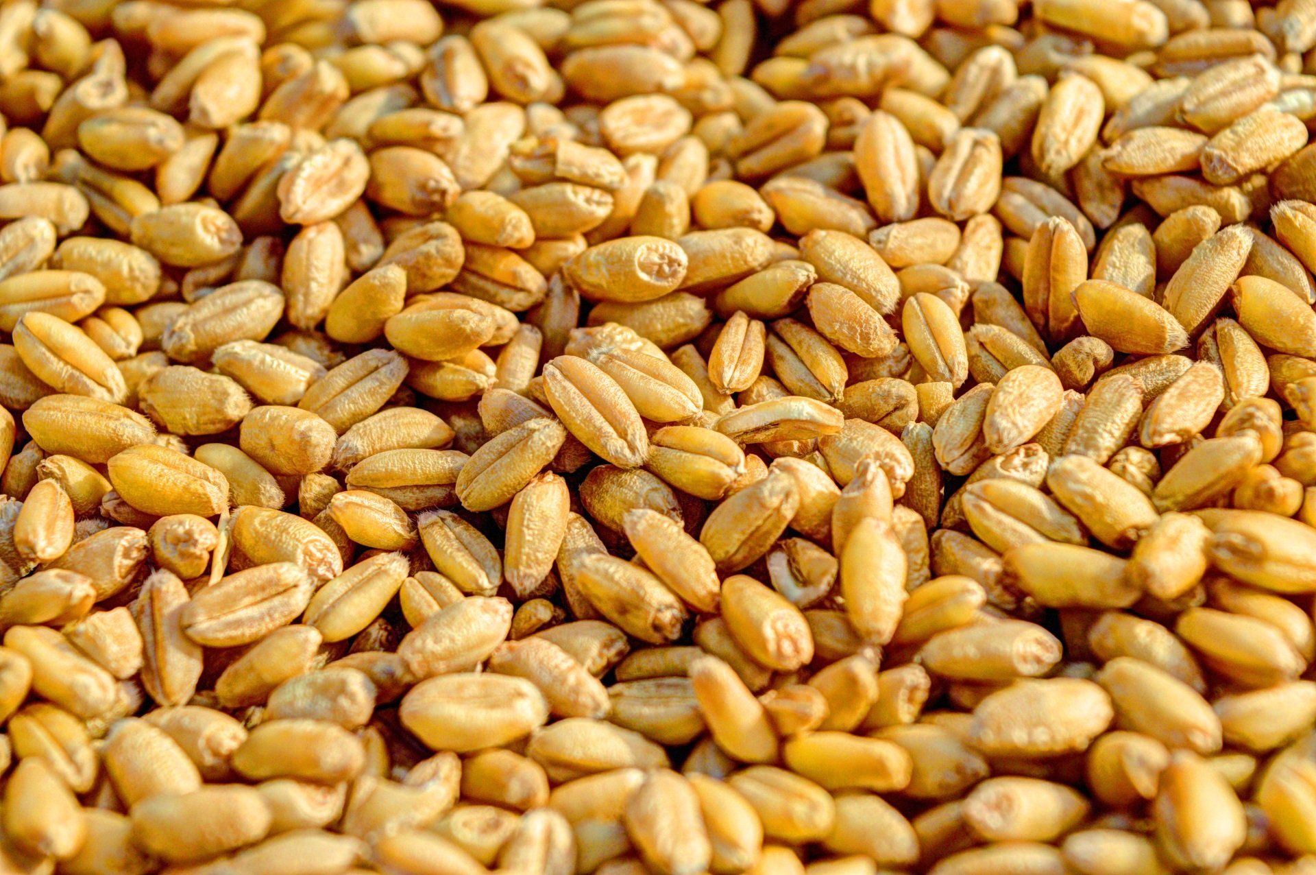 a close up of a pile of wheat grains .