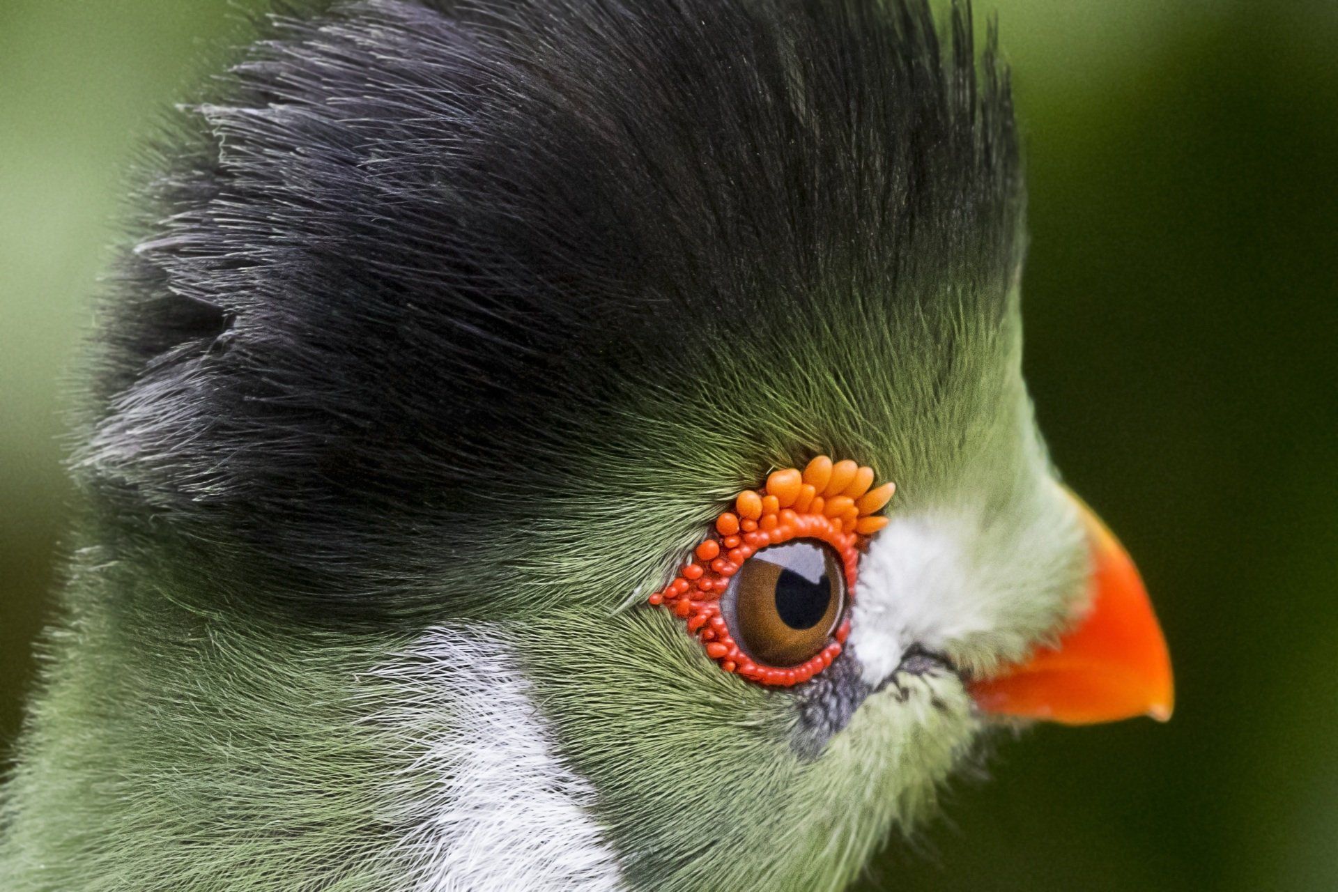 A white cheeked Turaco bird, with beautiful green and orange contrasting patterns