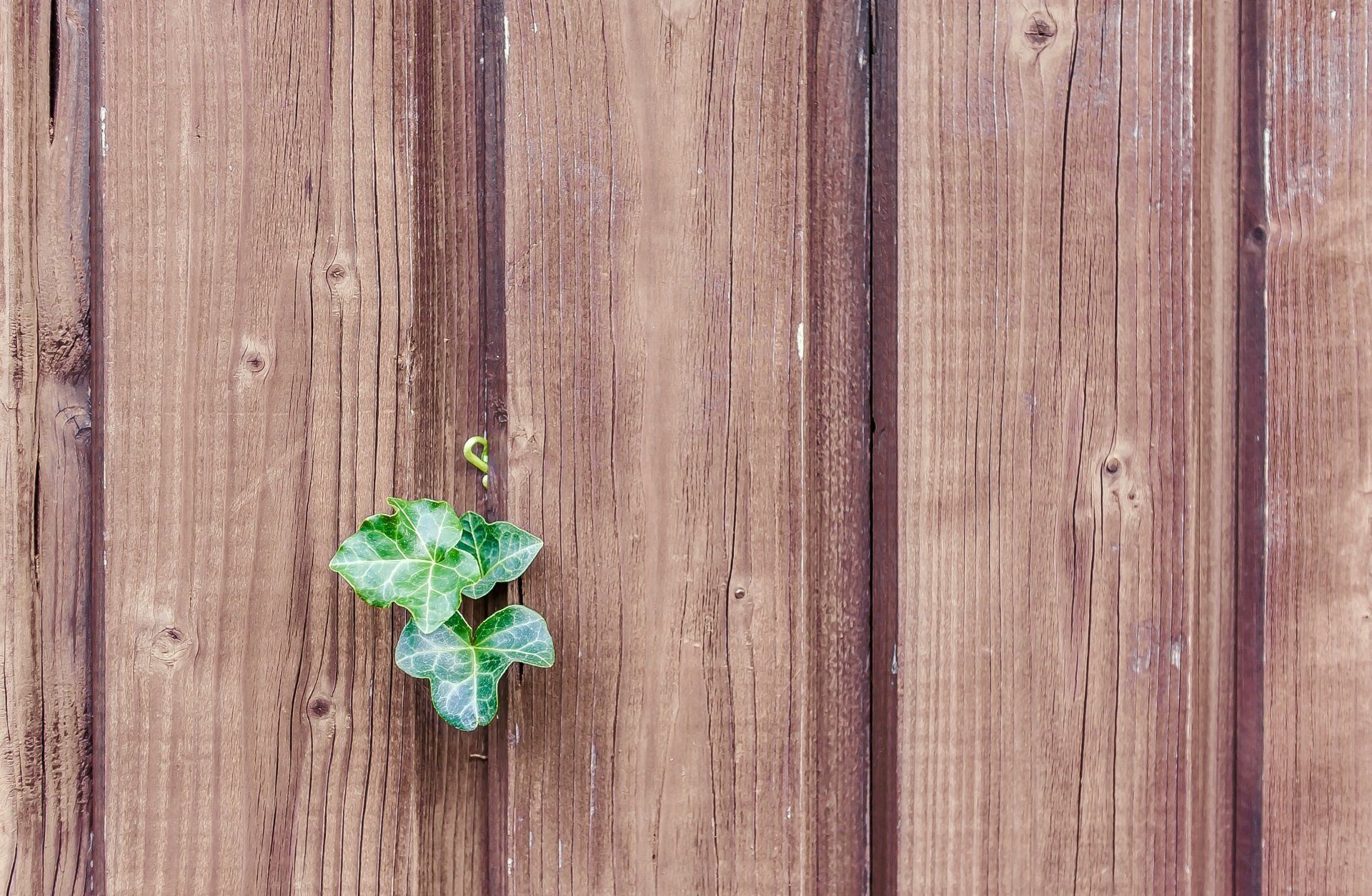 Classic wood fence