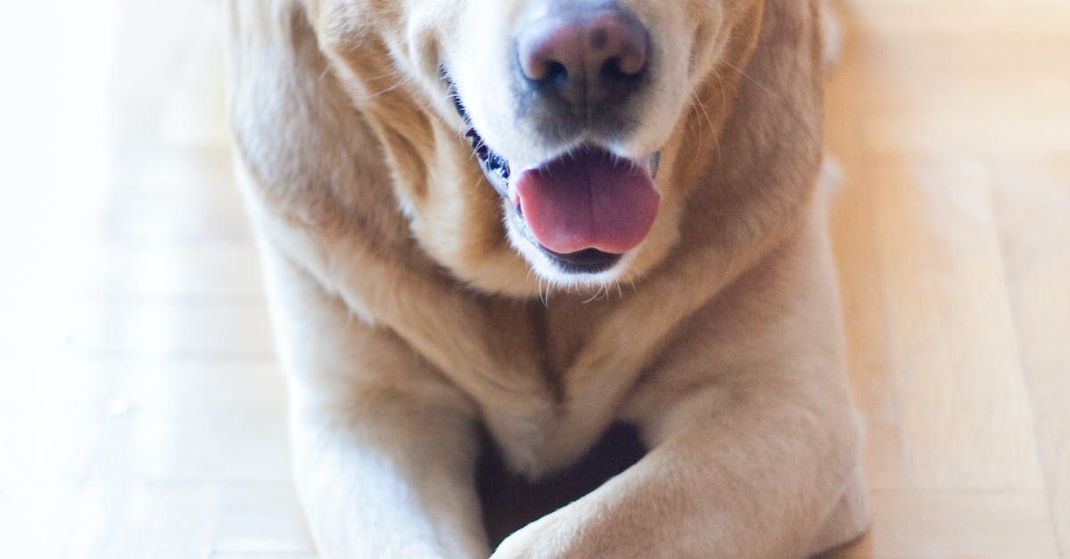 a dog is laying on the floor with its tongue hanging out .