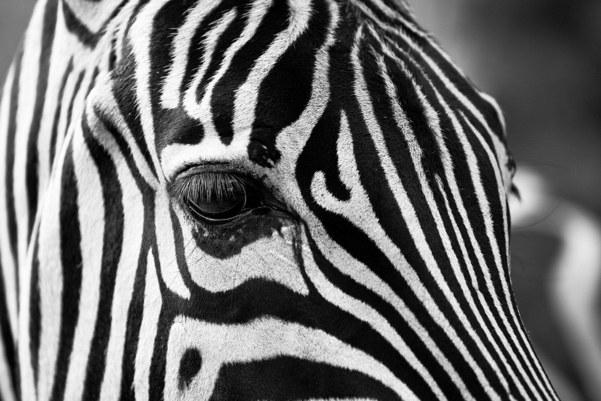 A black and white photo of a zebra 's face