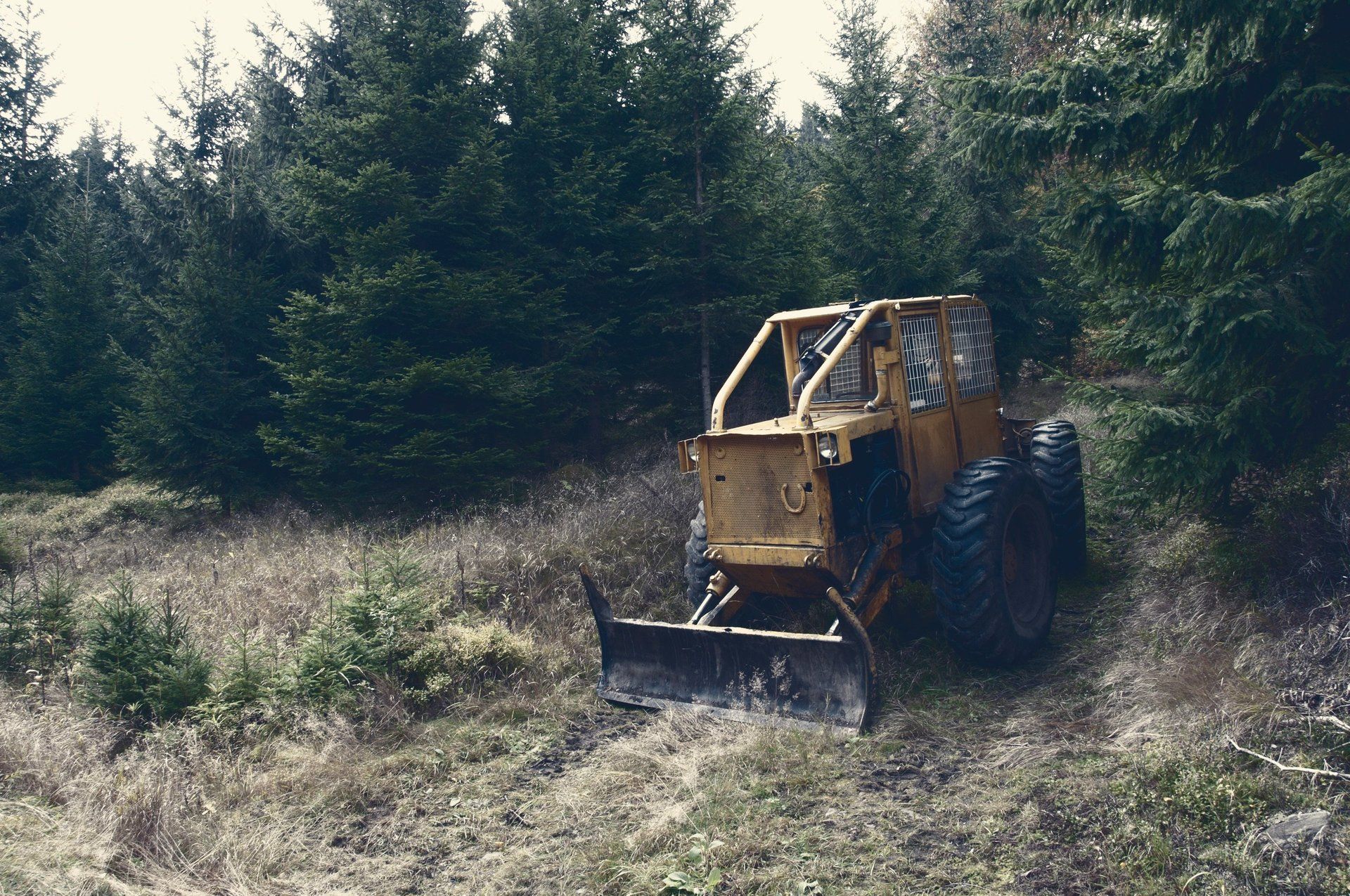 tree removal cost