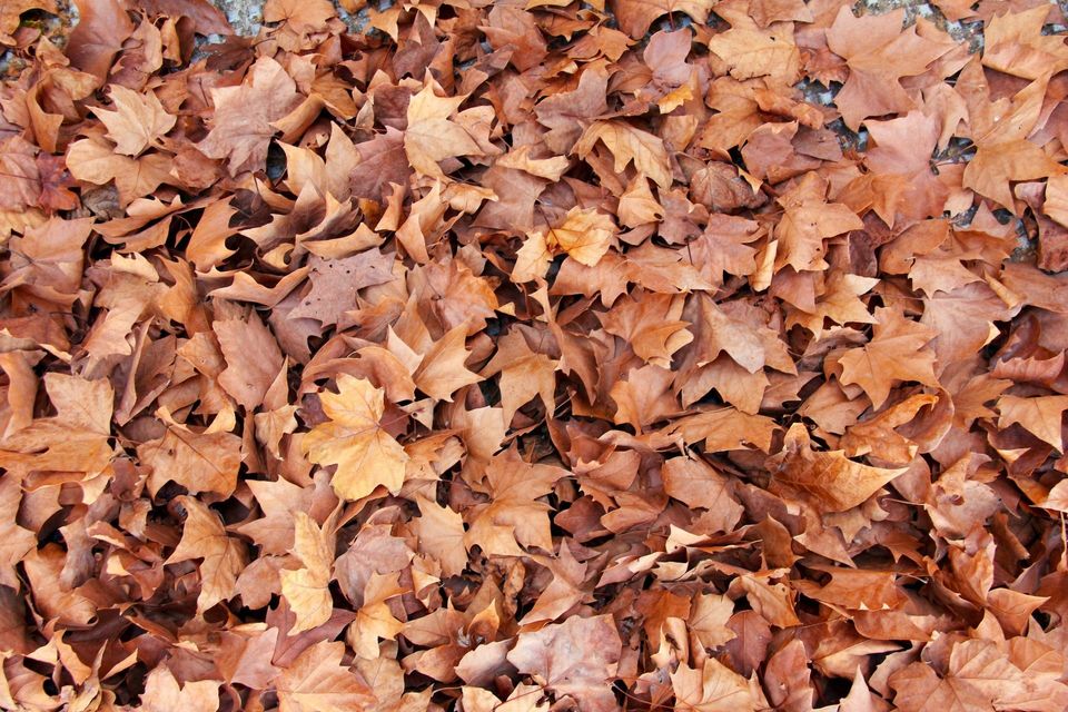 Keep your garden warm by insulating with fall leaves.