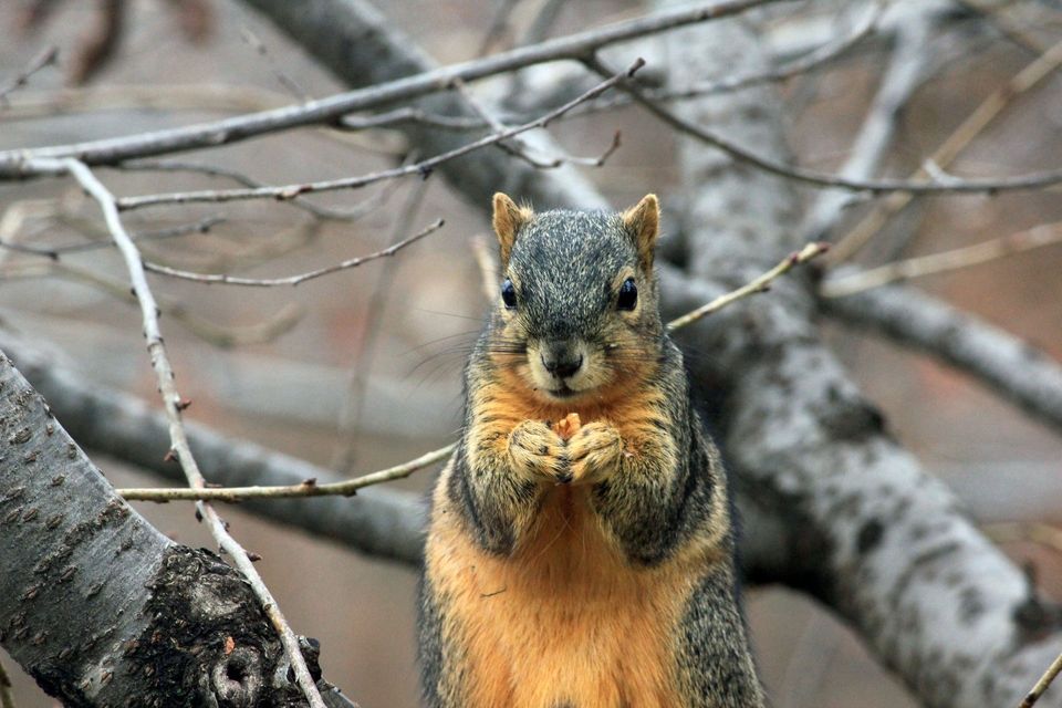 Squirrel on a tree branch in winter