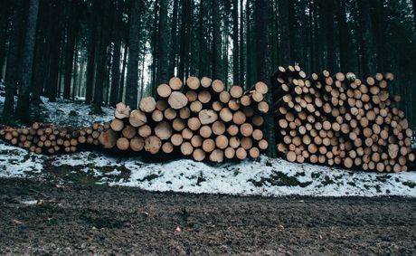 A pile of logs in the middle of a forest.