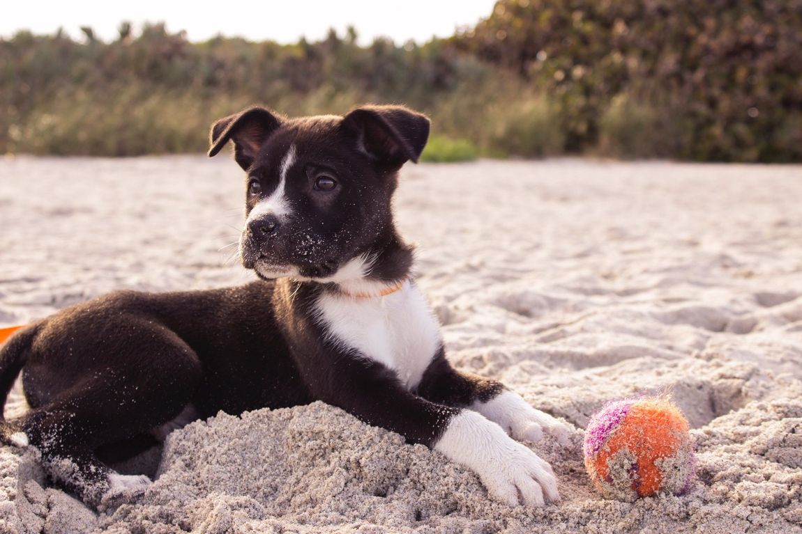 puppy on a beach