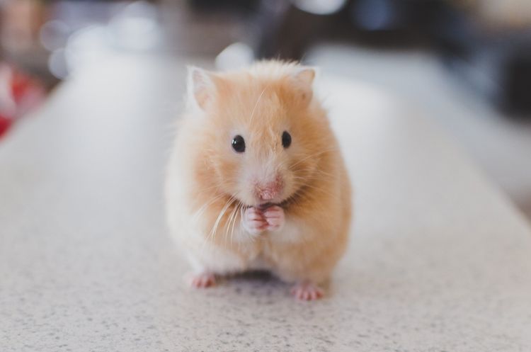 orange hamster sitting on a counter