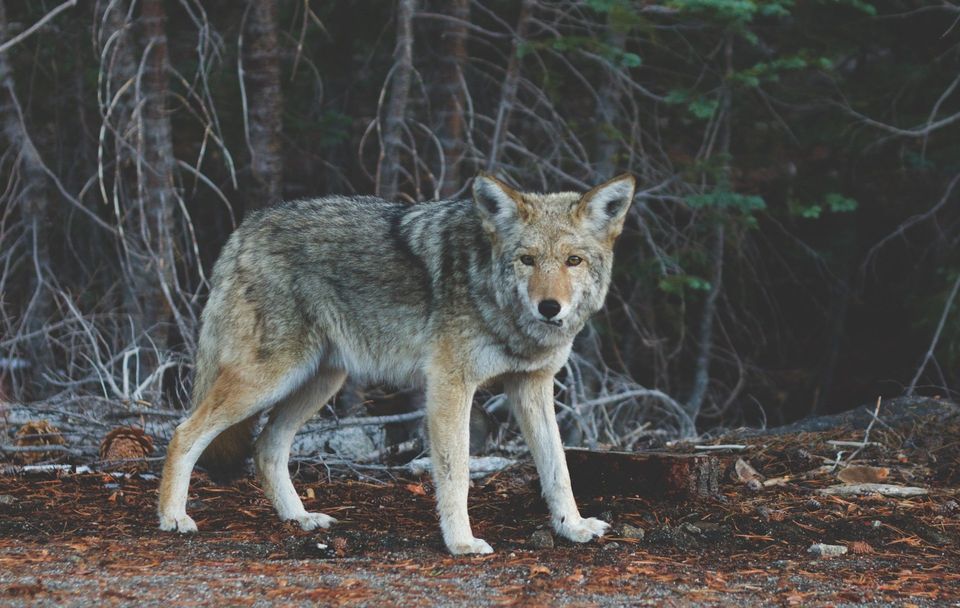 Coyote in the Wild