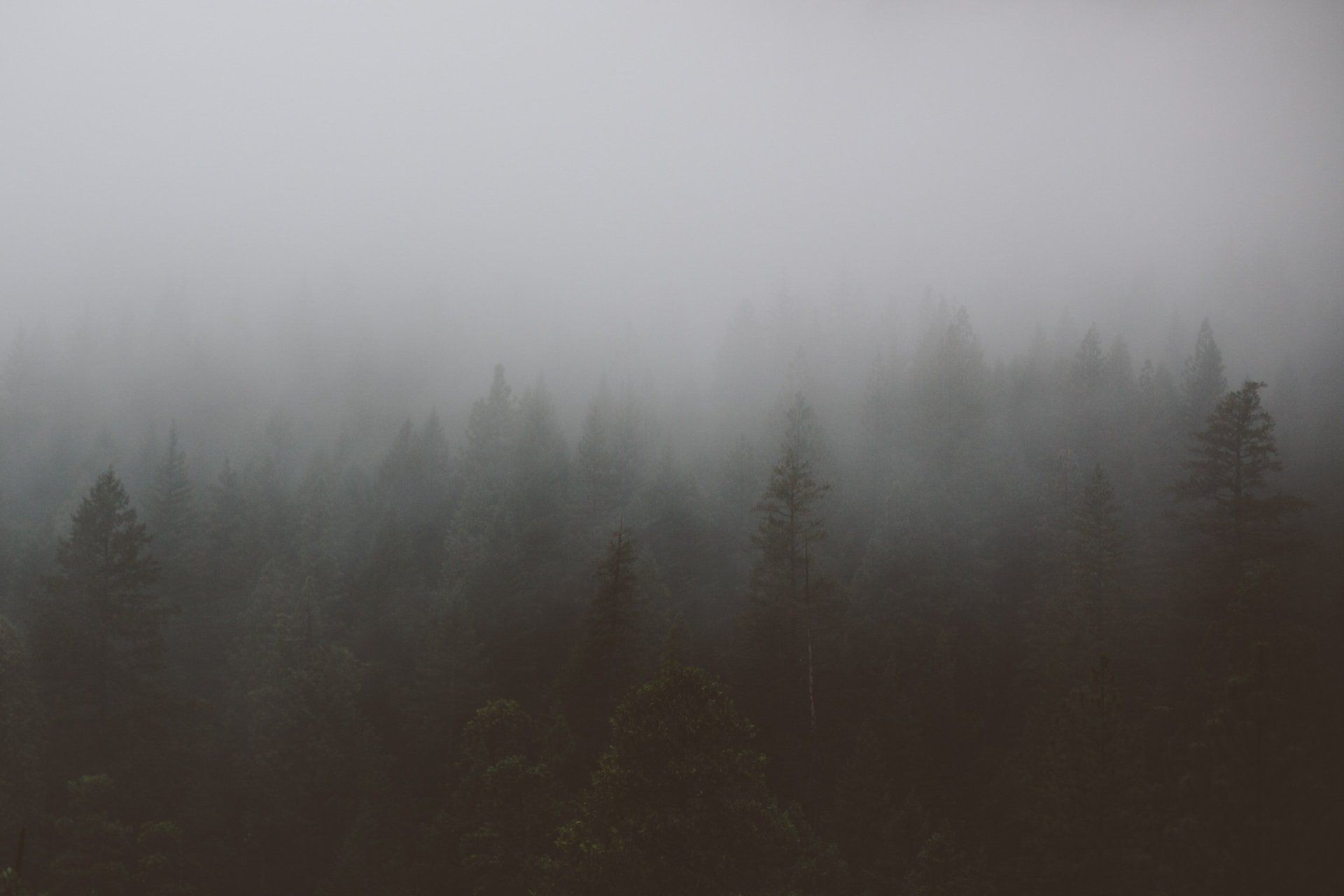 A foggy forest with trees silhouetted against a cloudy sky