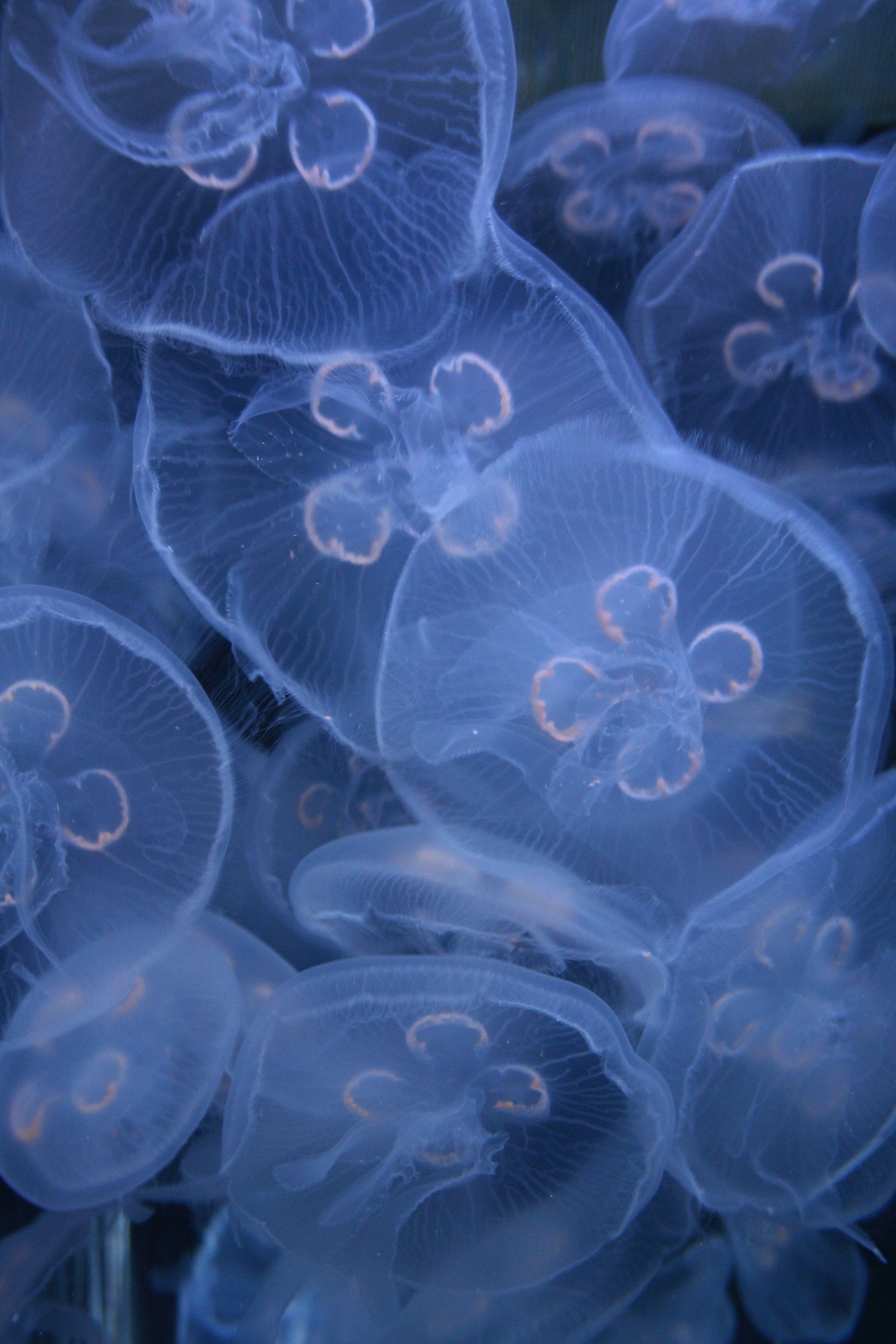 A bunch of jellyfish are floating in the water