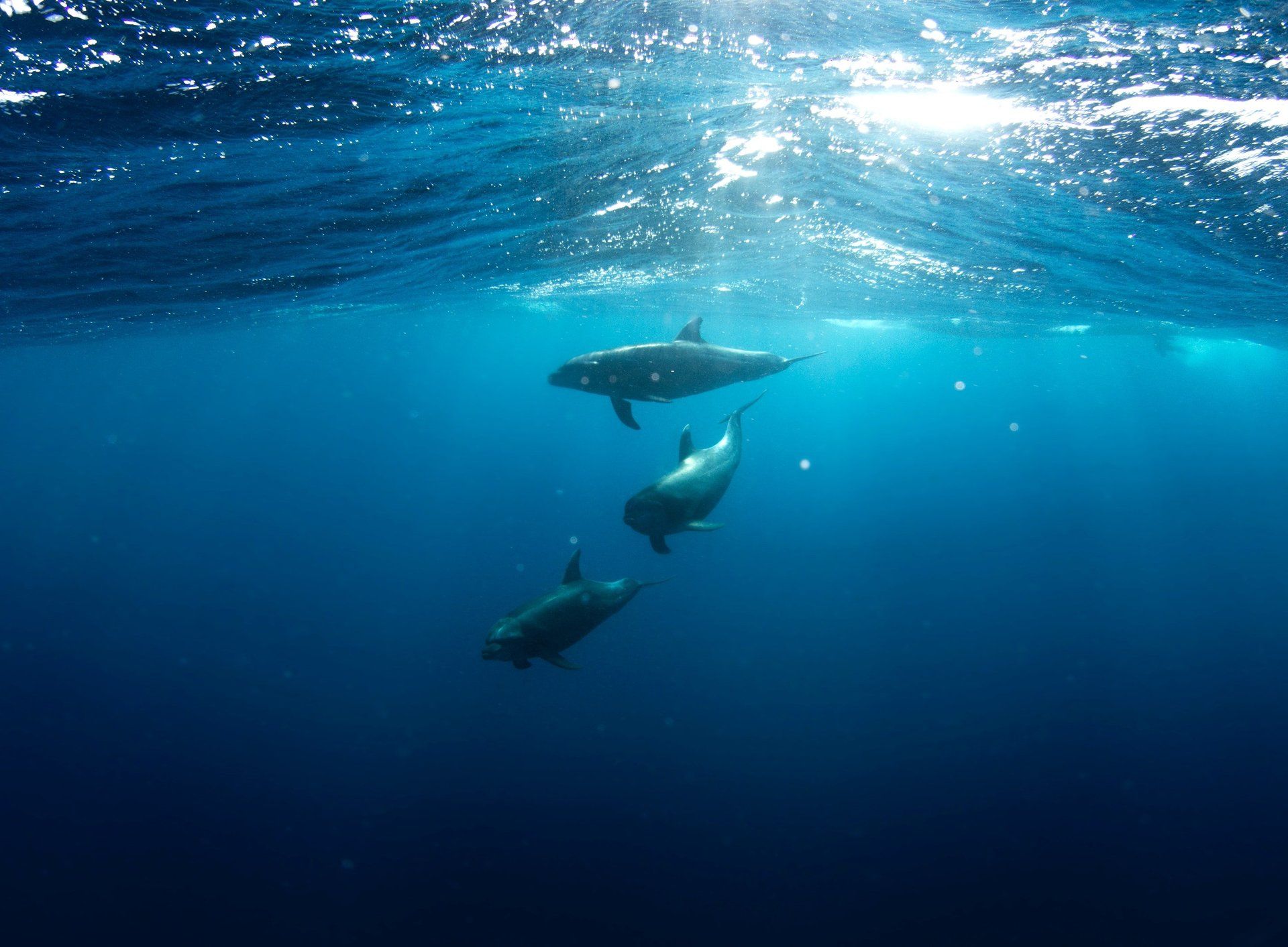 Ballenas en Gorgona