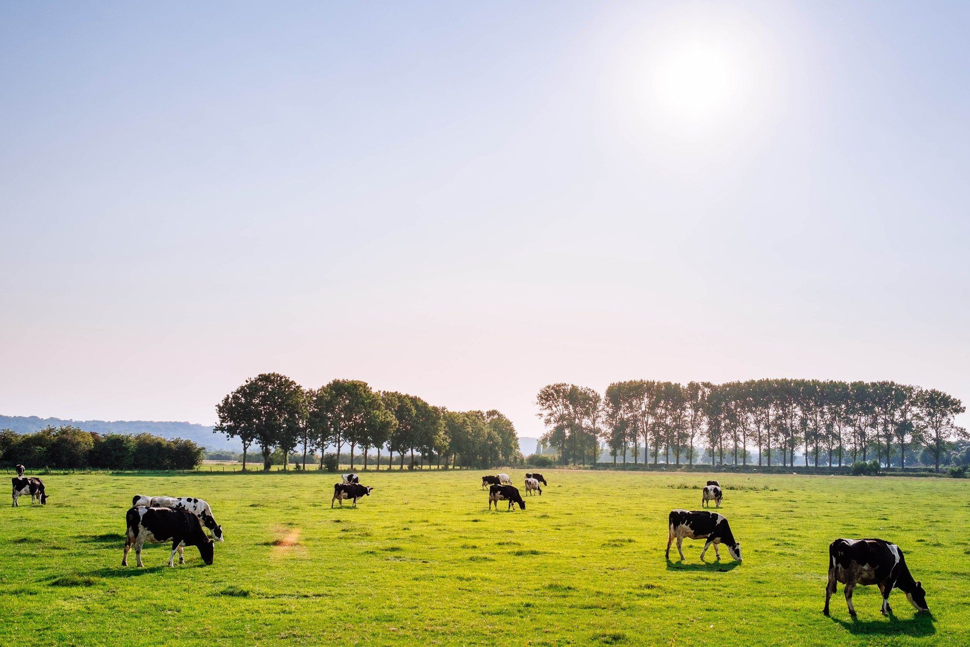 Dairy Suppliers in Sheffield