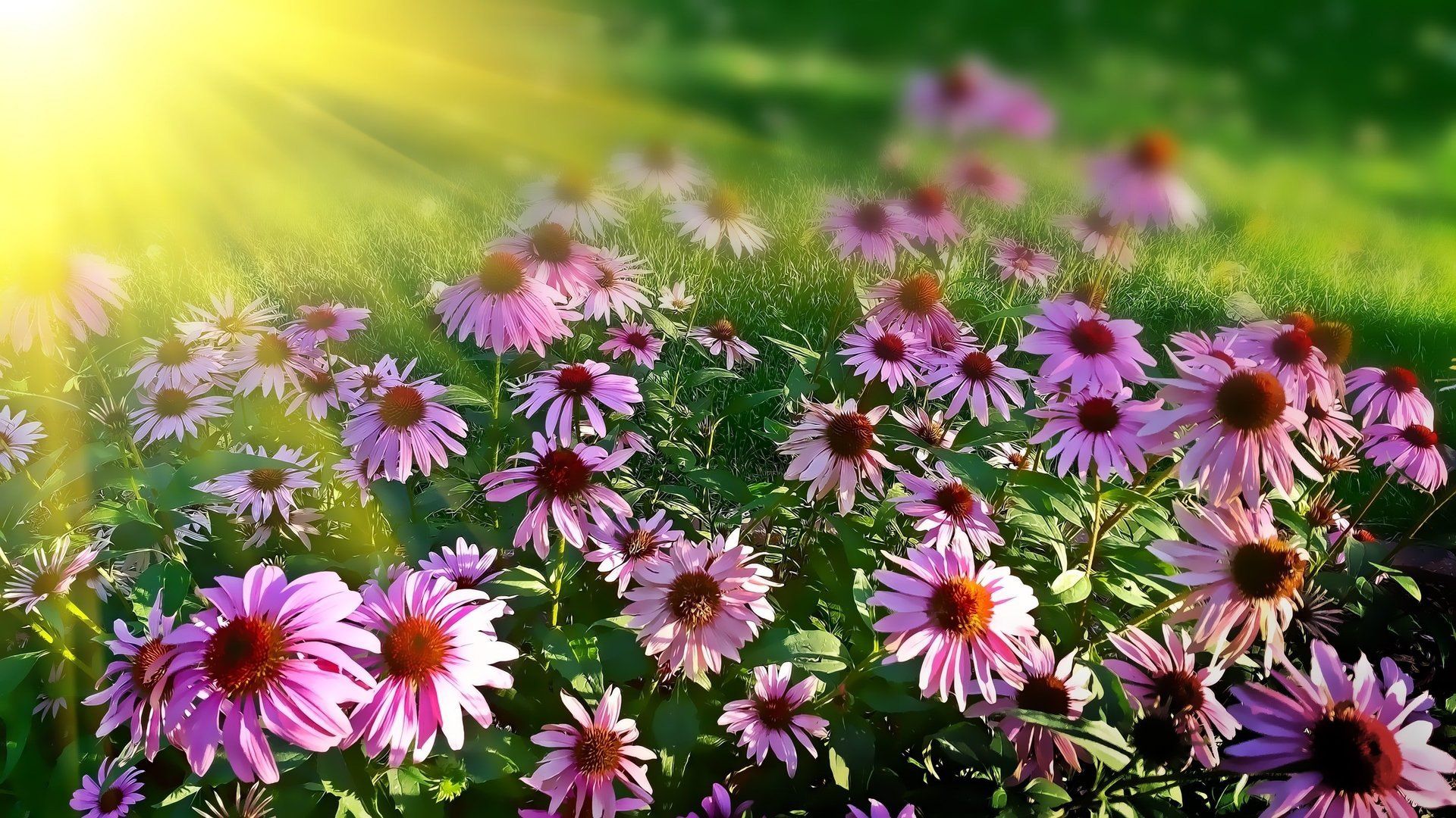 a field of purple daisies with the sun shining through them