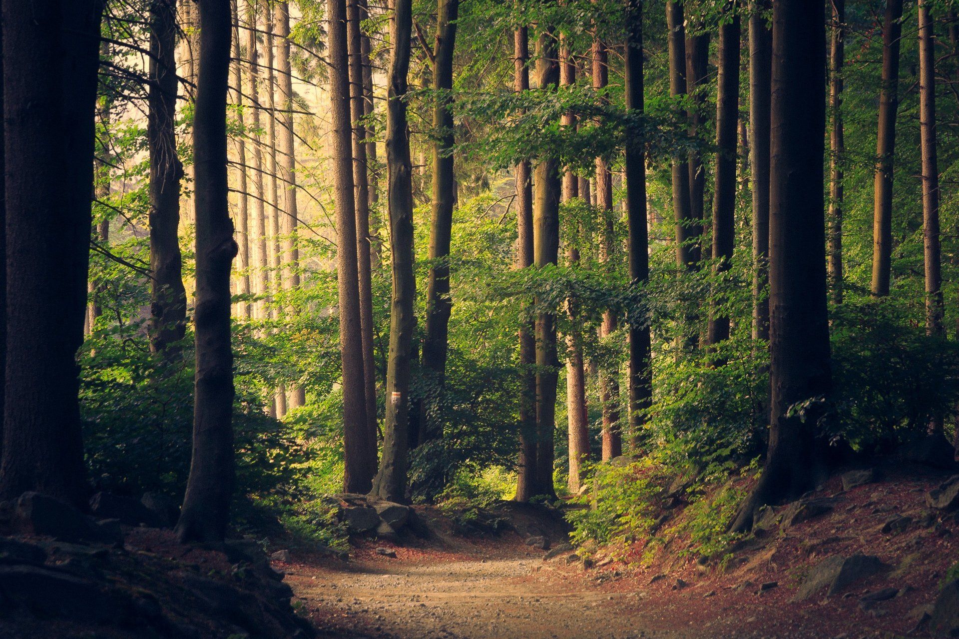 path trough a beautiful forest