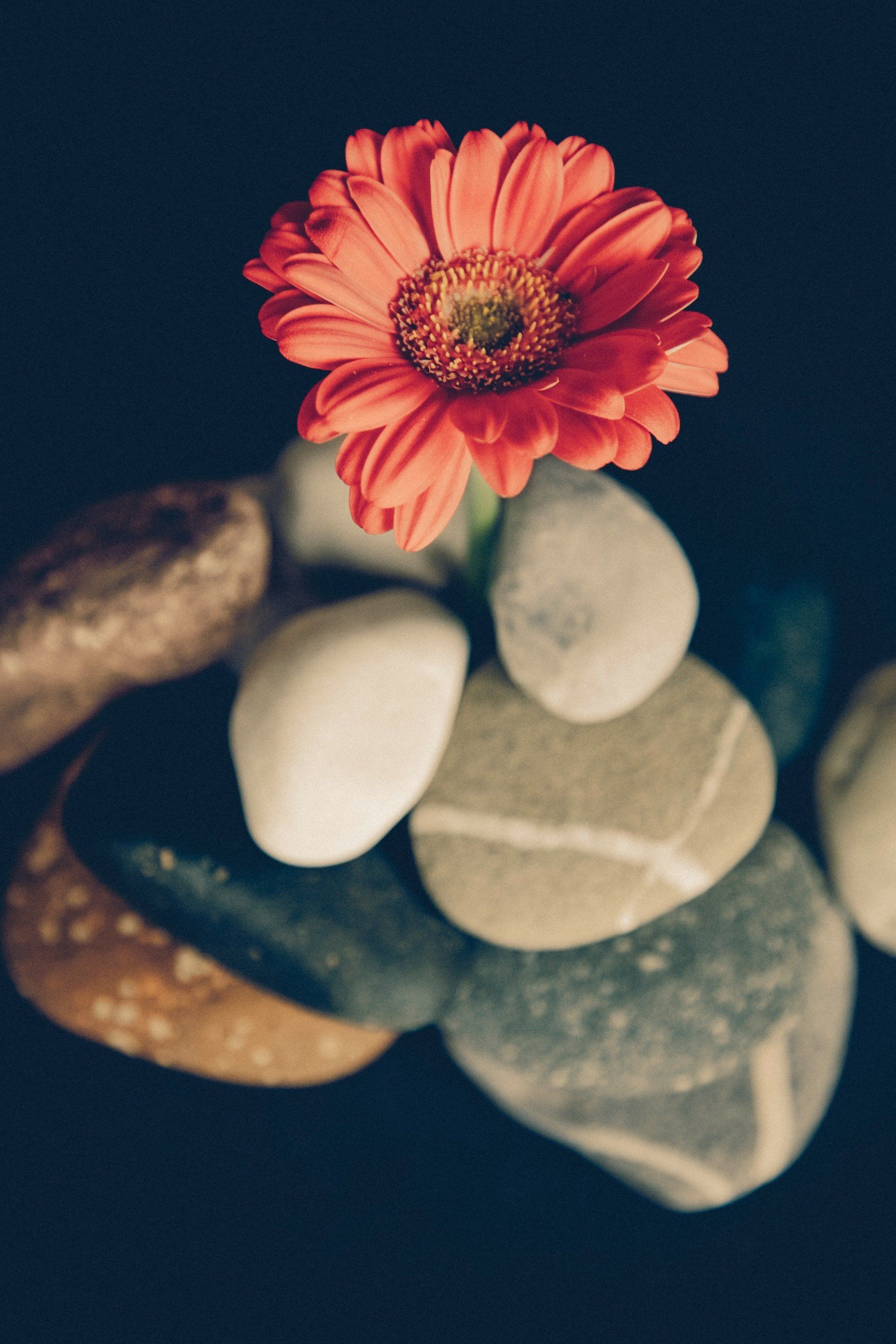 A red flower is sitting on top of a pile of rocks.