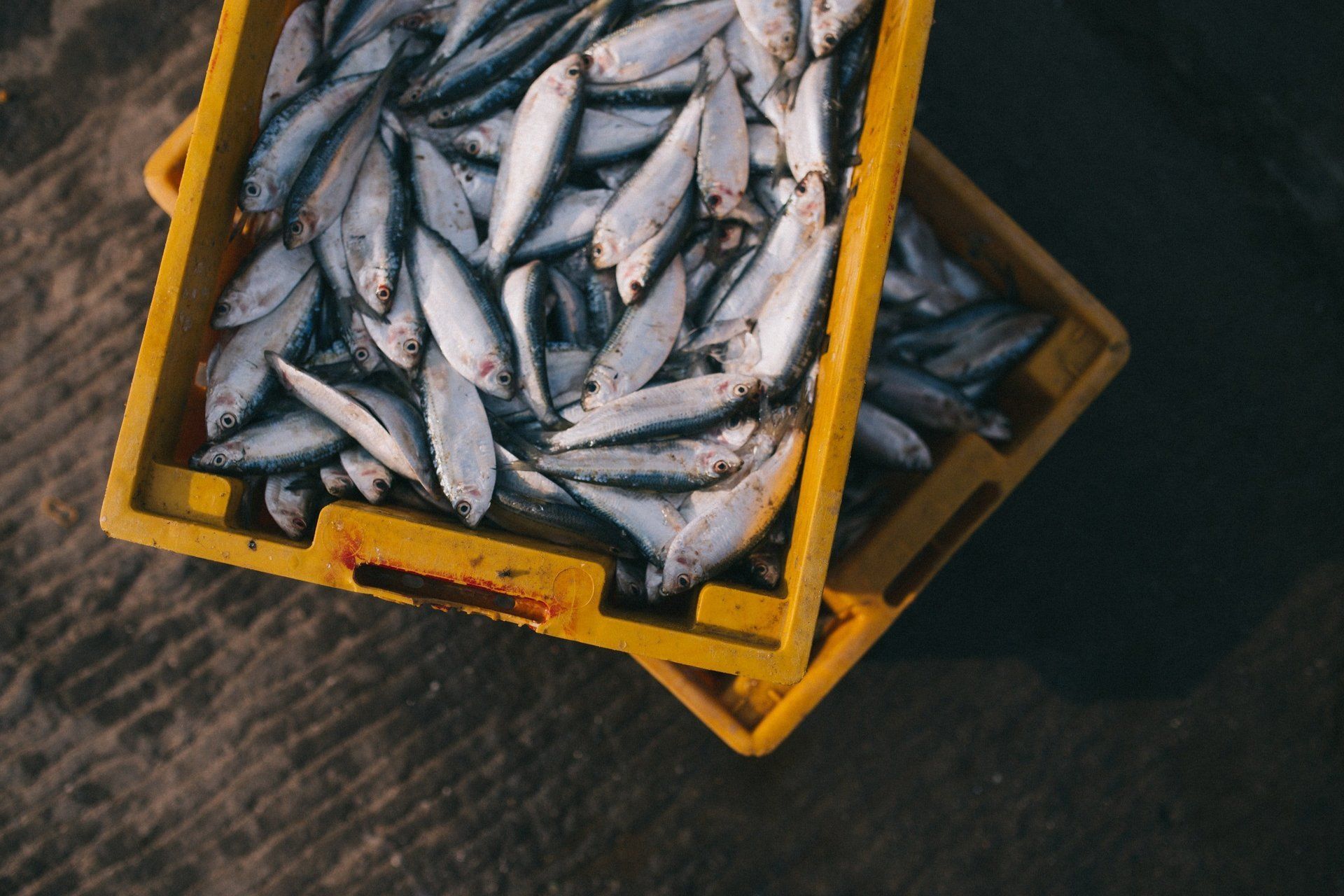 A box of fish