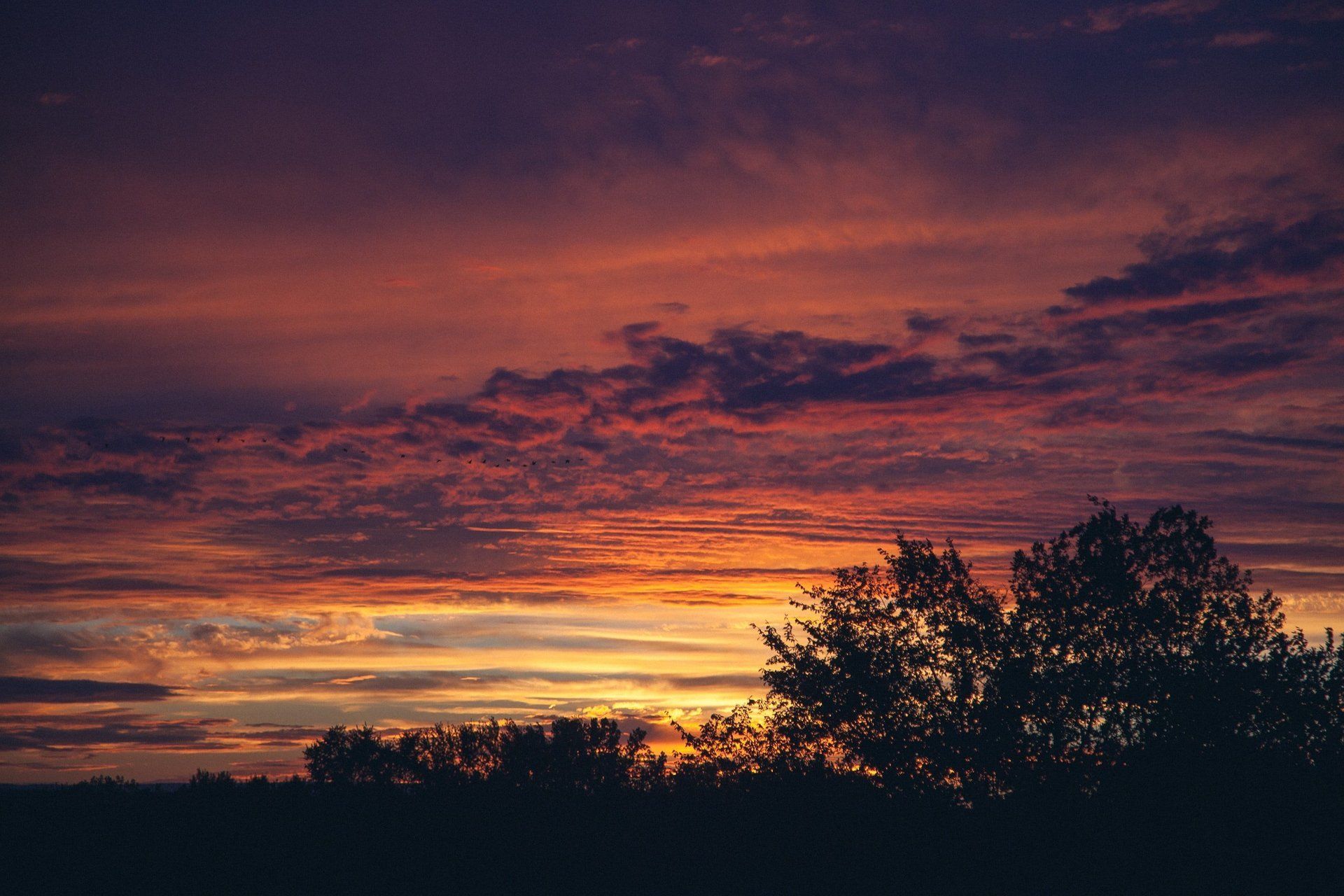 a sunset with trees in the foreground and a purple sky