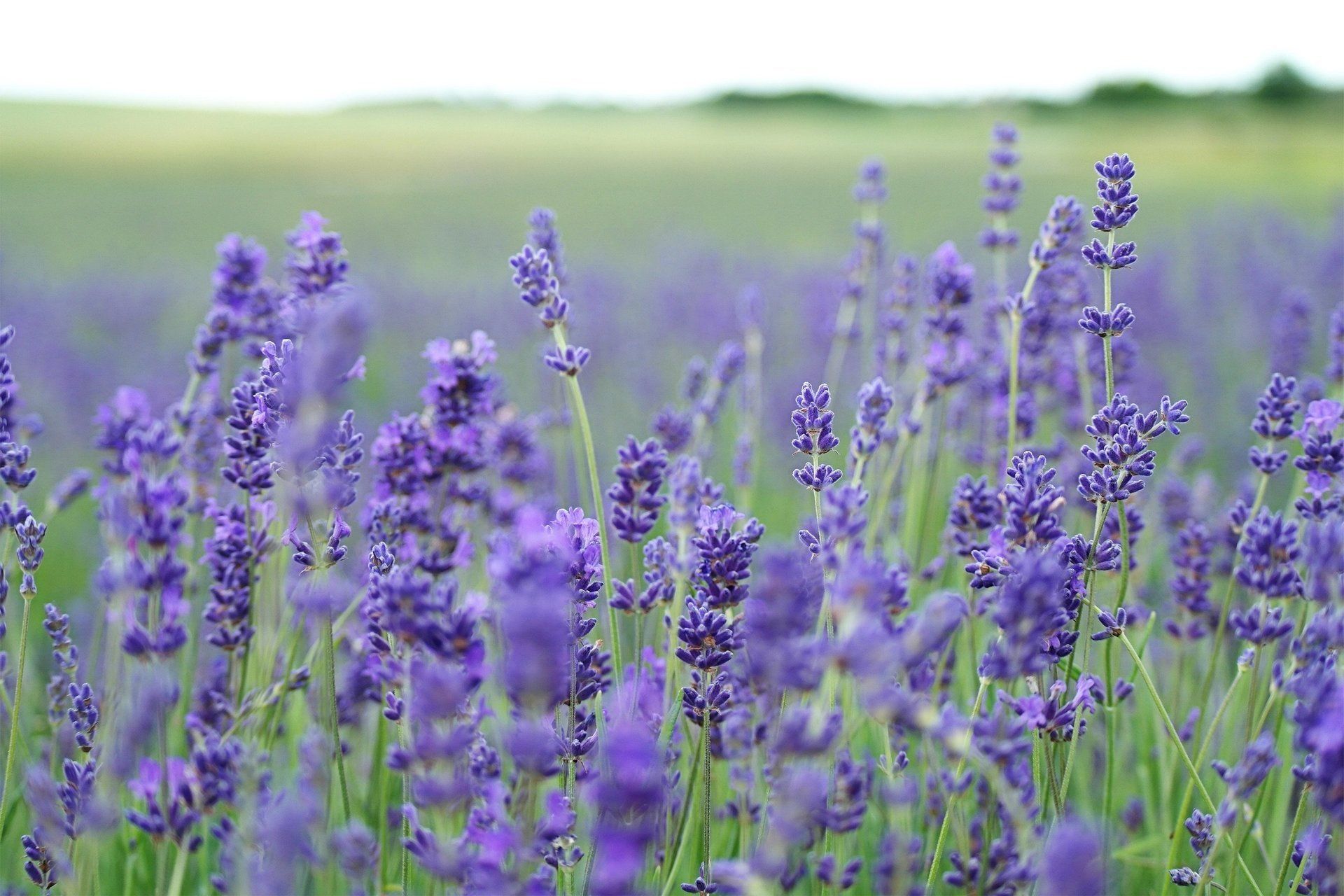 Blu Lavande Lavender Fields in Quebec