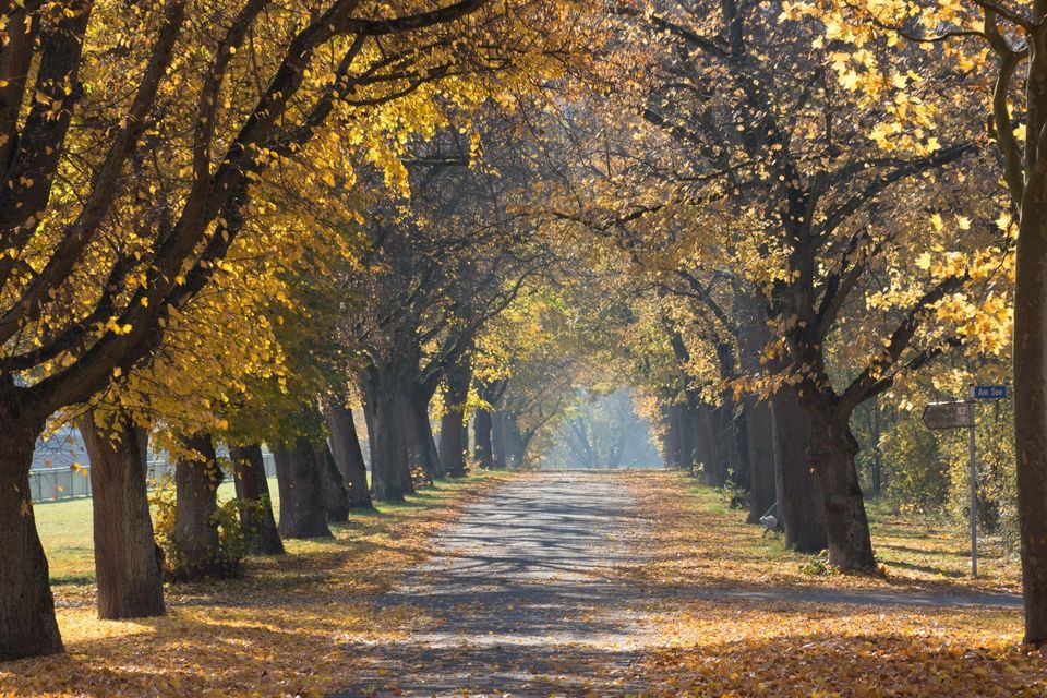 Country Lane in Autumn