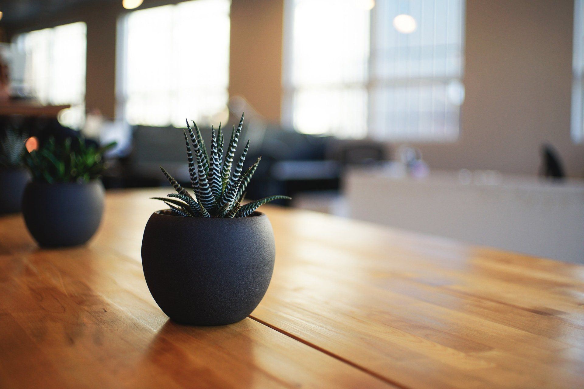 Plants on Counter