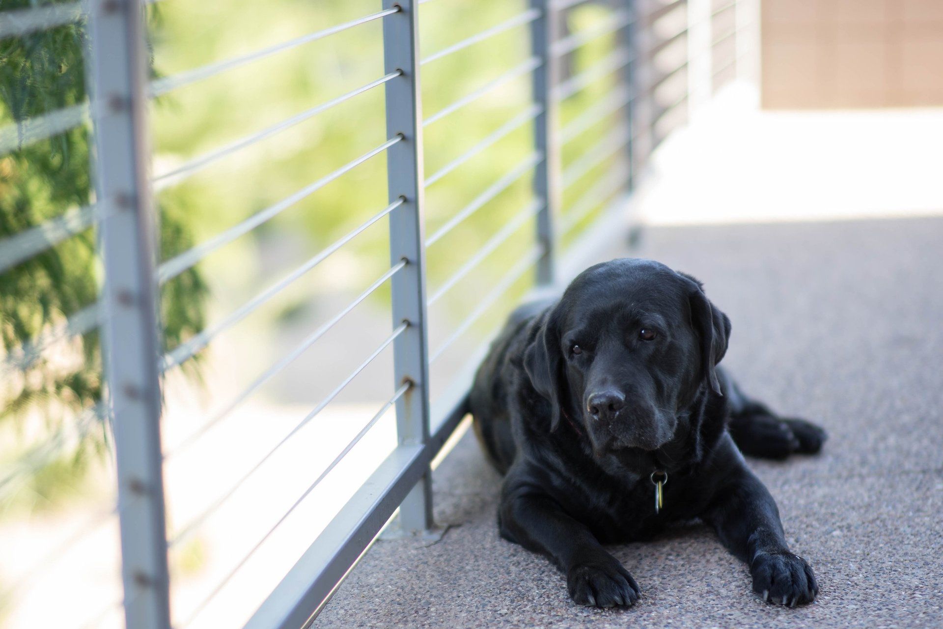 A black dog is laying on the floor next to a railing.