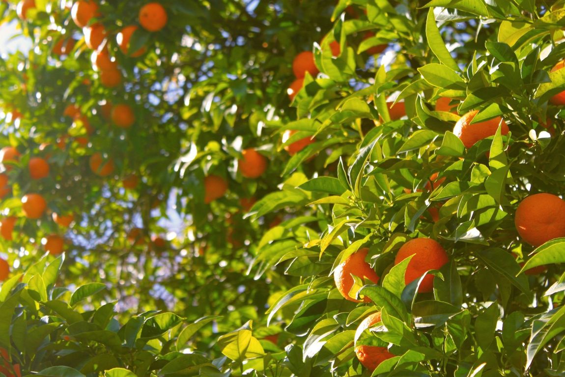 seasonal fruits throughout the year - mandarins