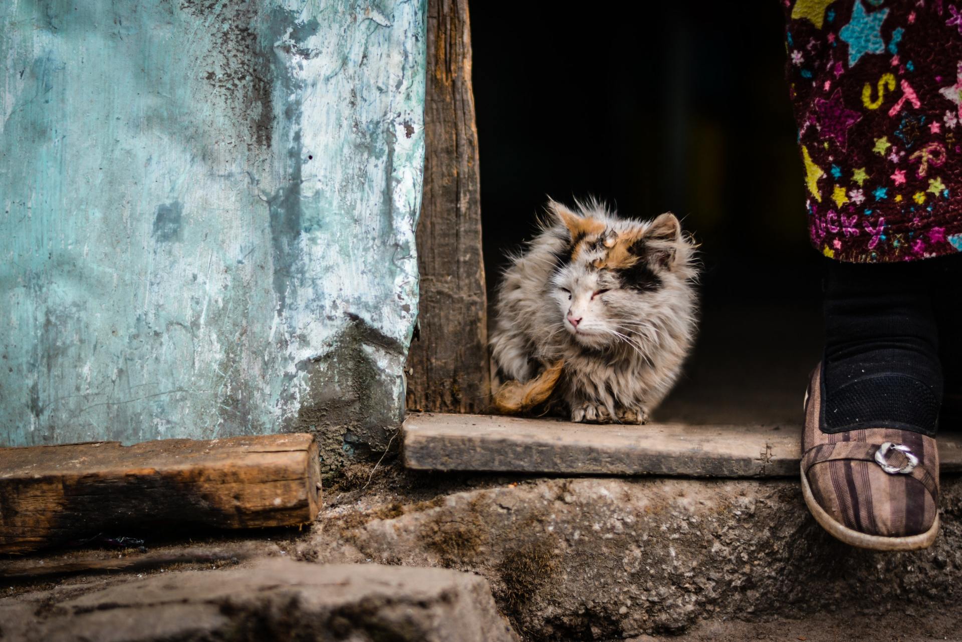 An old cat sits on a step with a matted coat