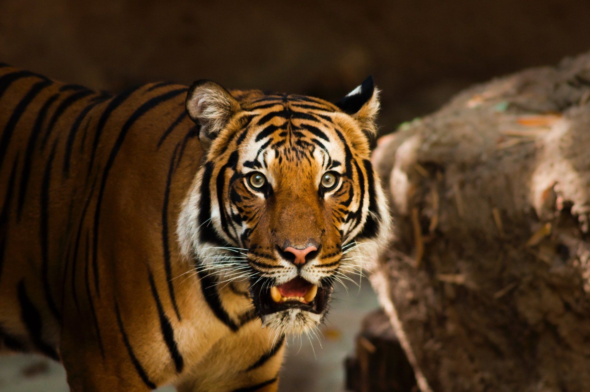 face of a lion