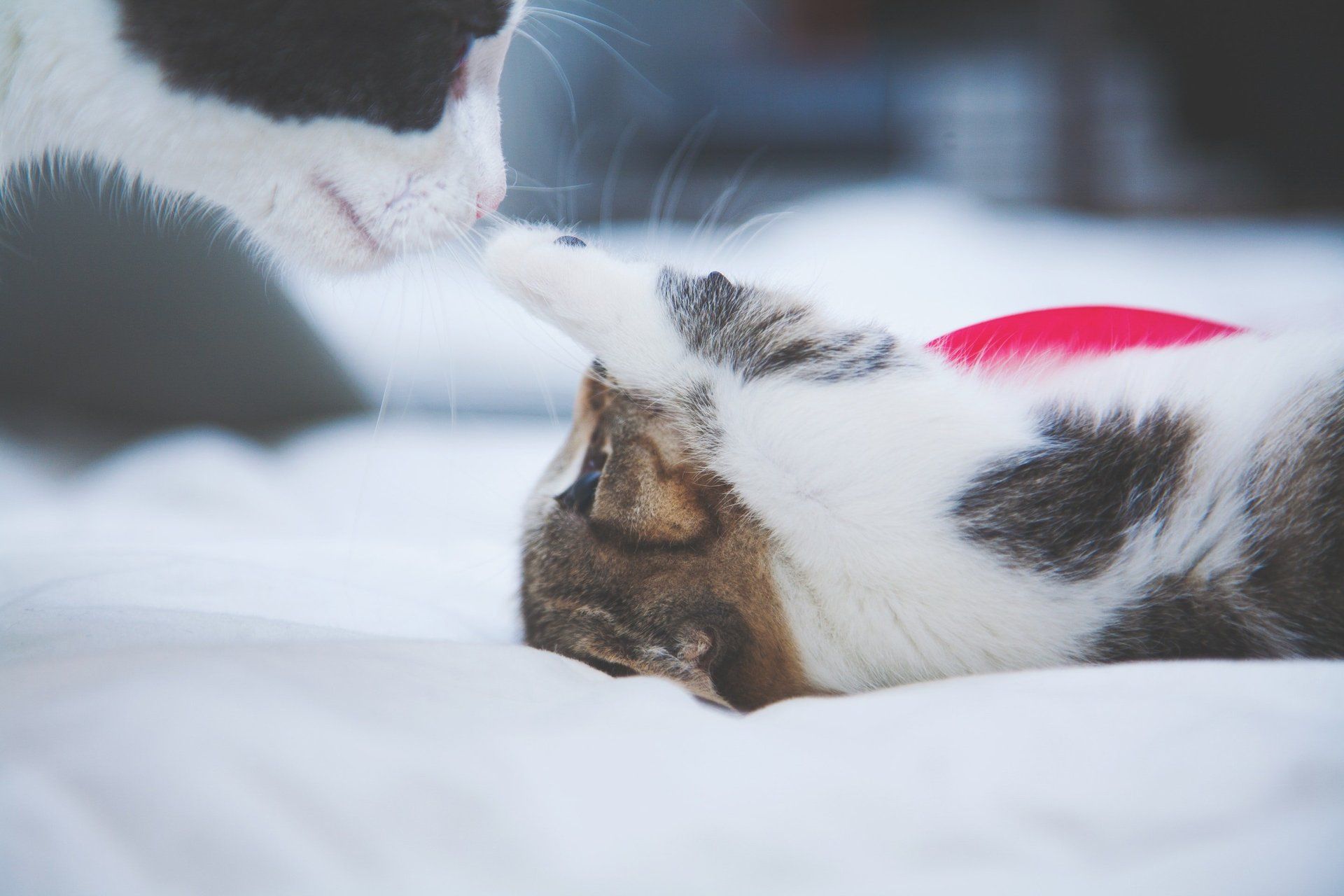 Two cats are laying on a bed and one of them is wearing a red hat.