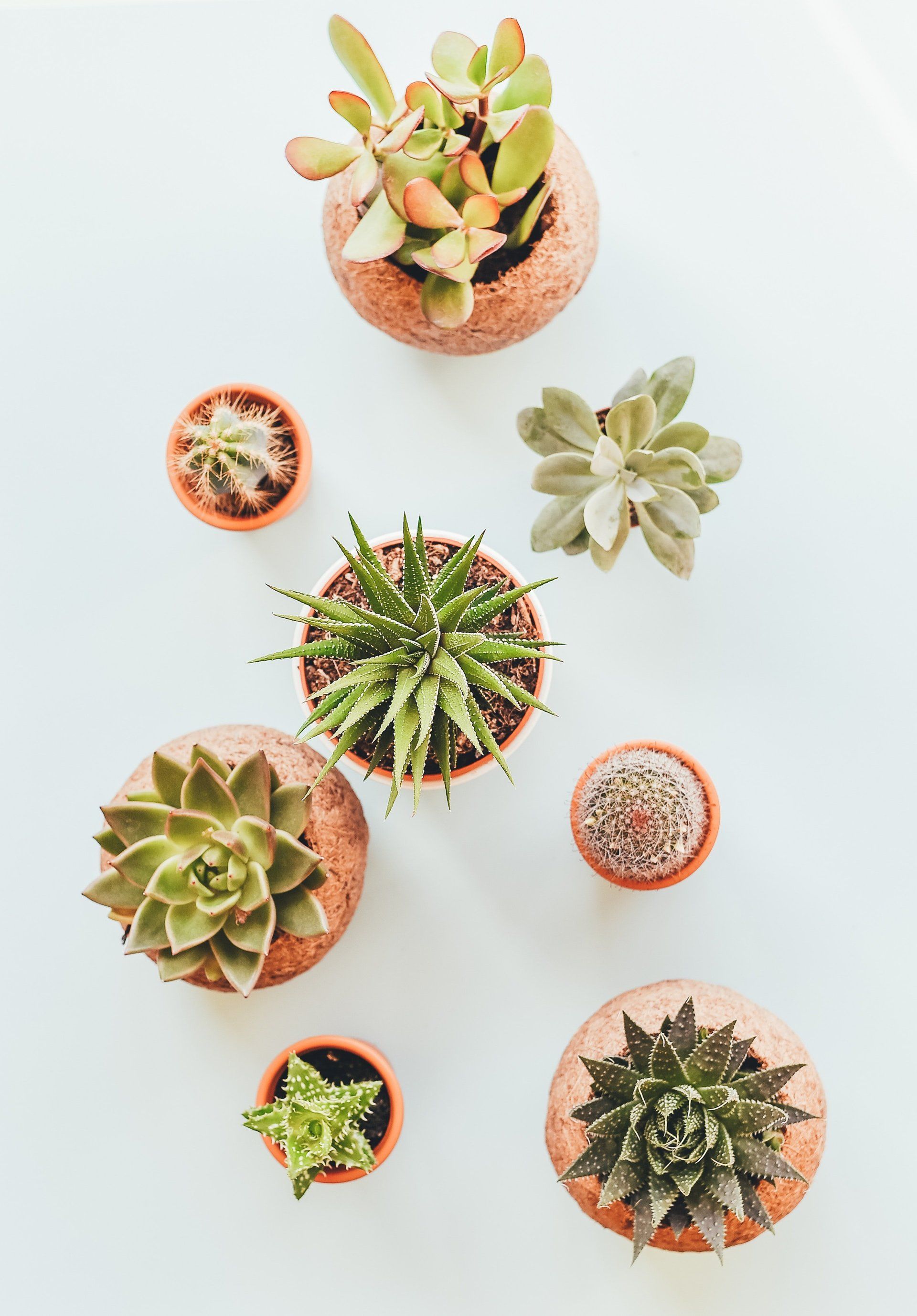 Photo plantes cactus