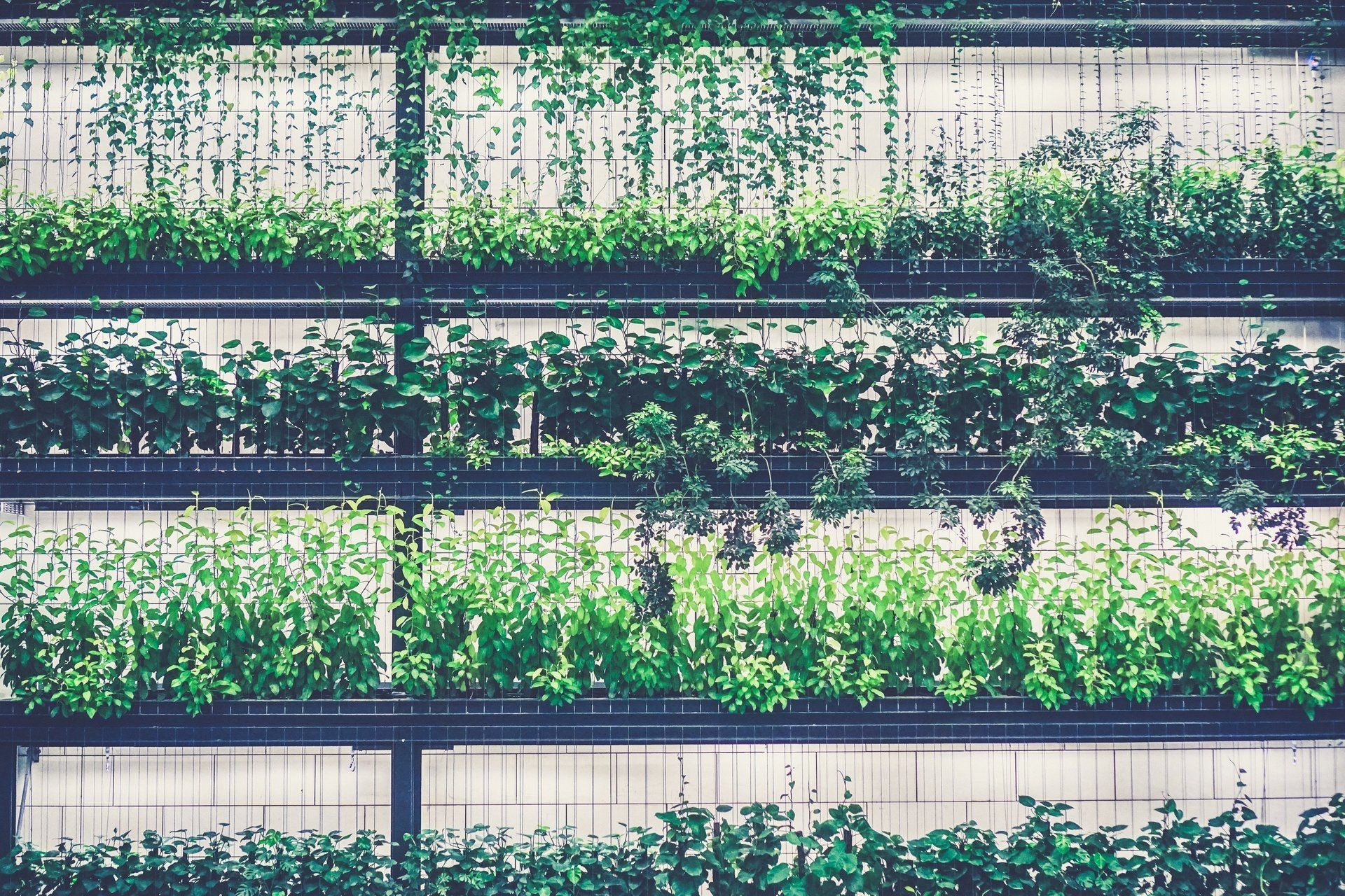 A wall with lots of green plants growing on it.