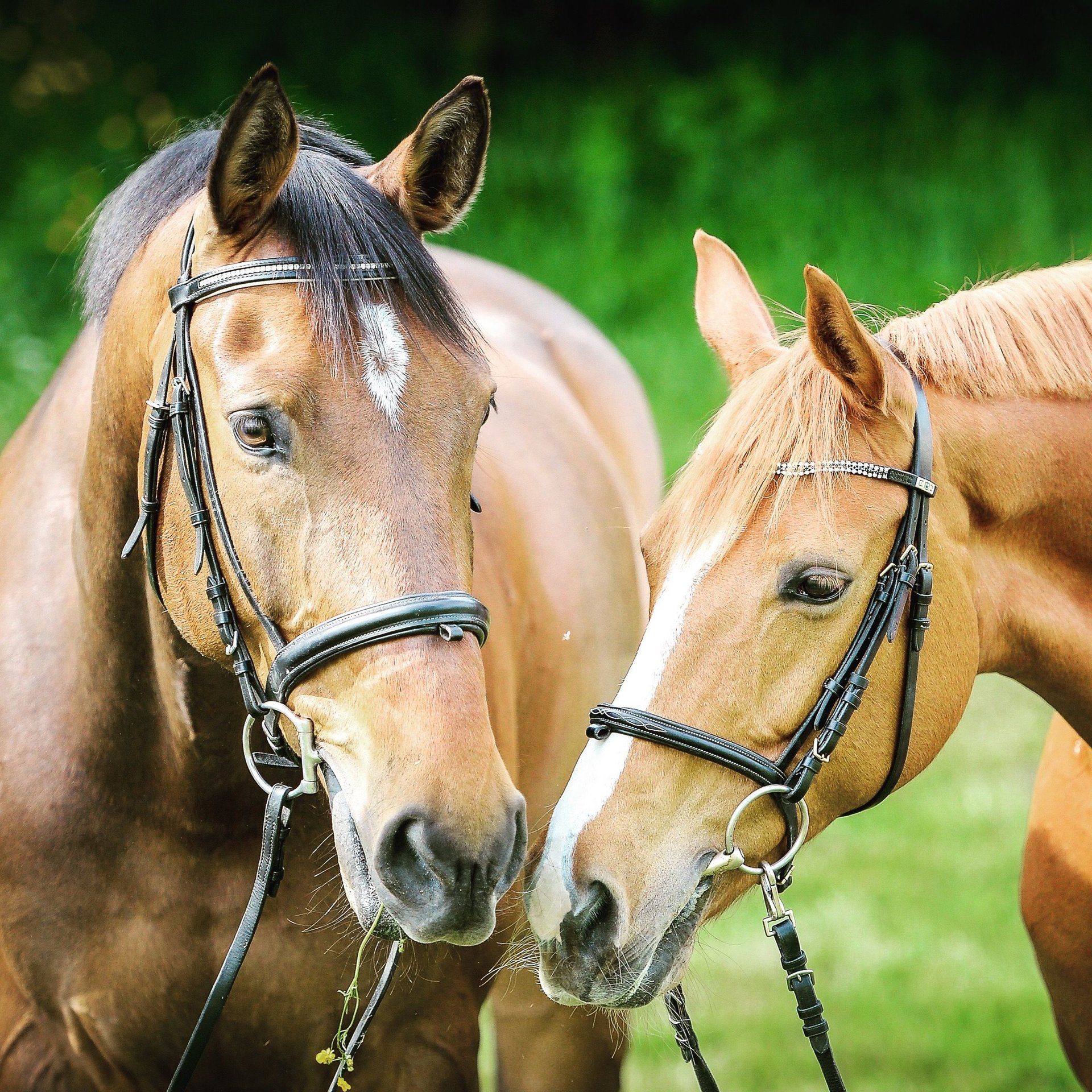 two brown horses standing next to each other with bridles on