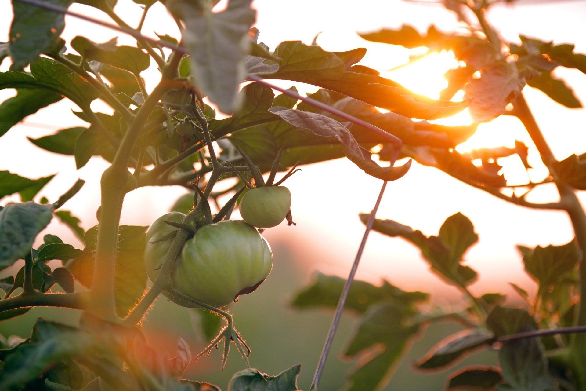 a tomato plant with the sun shining through the leaves