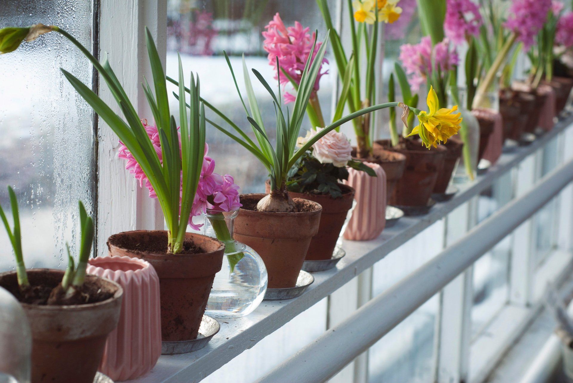 A row of potted plants sitting on a window sill.