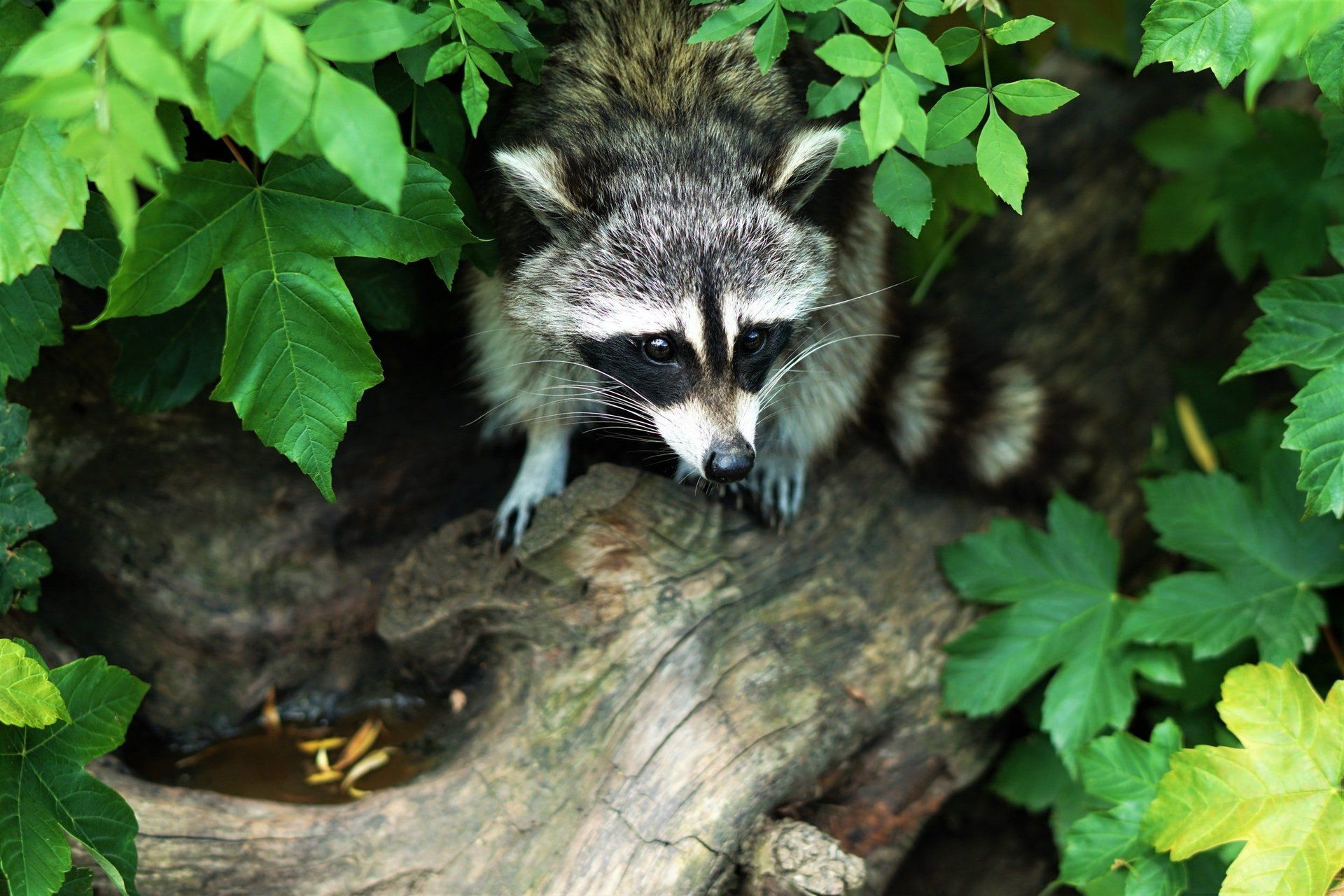 Raccoon Removal