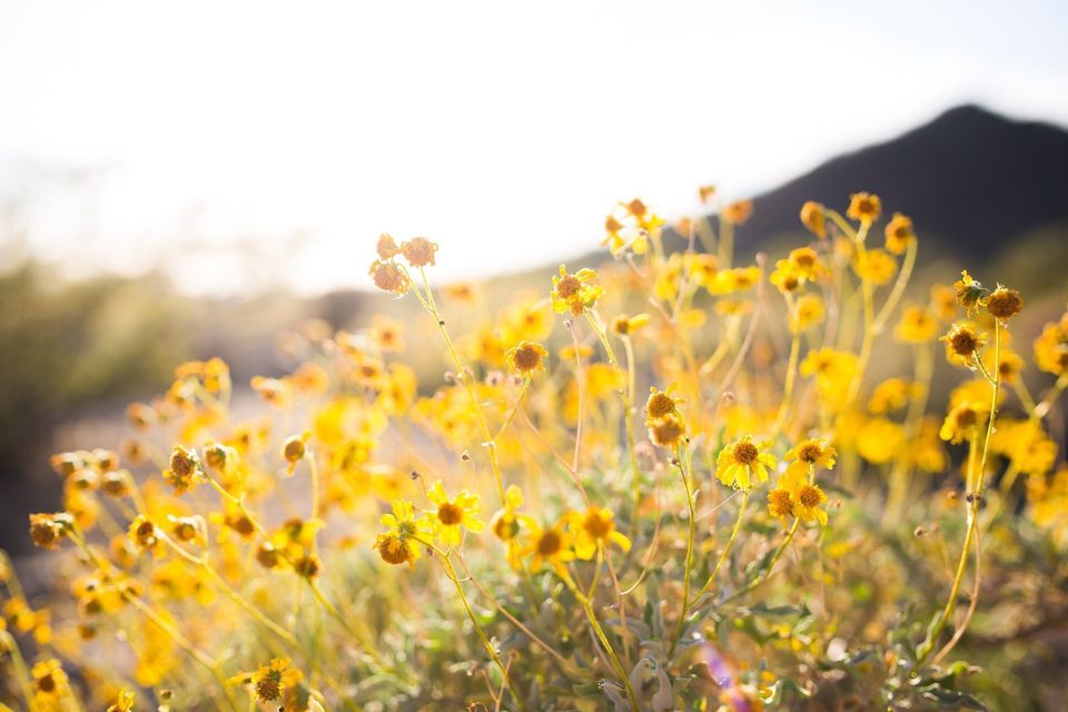 Christian Springtime Flowers